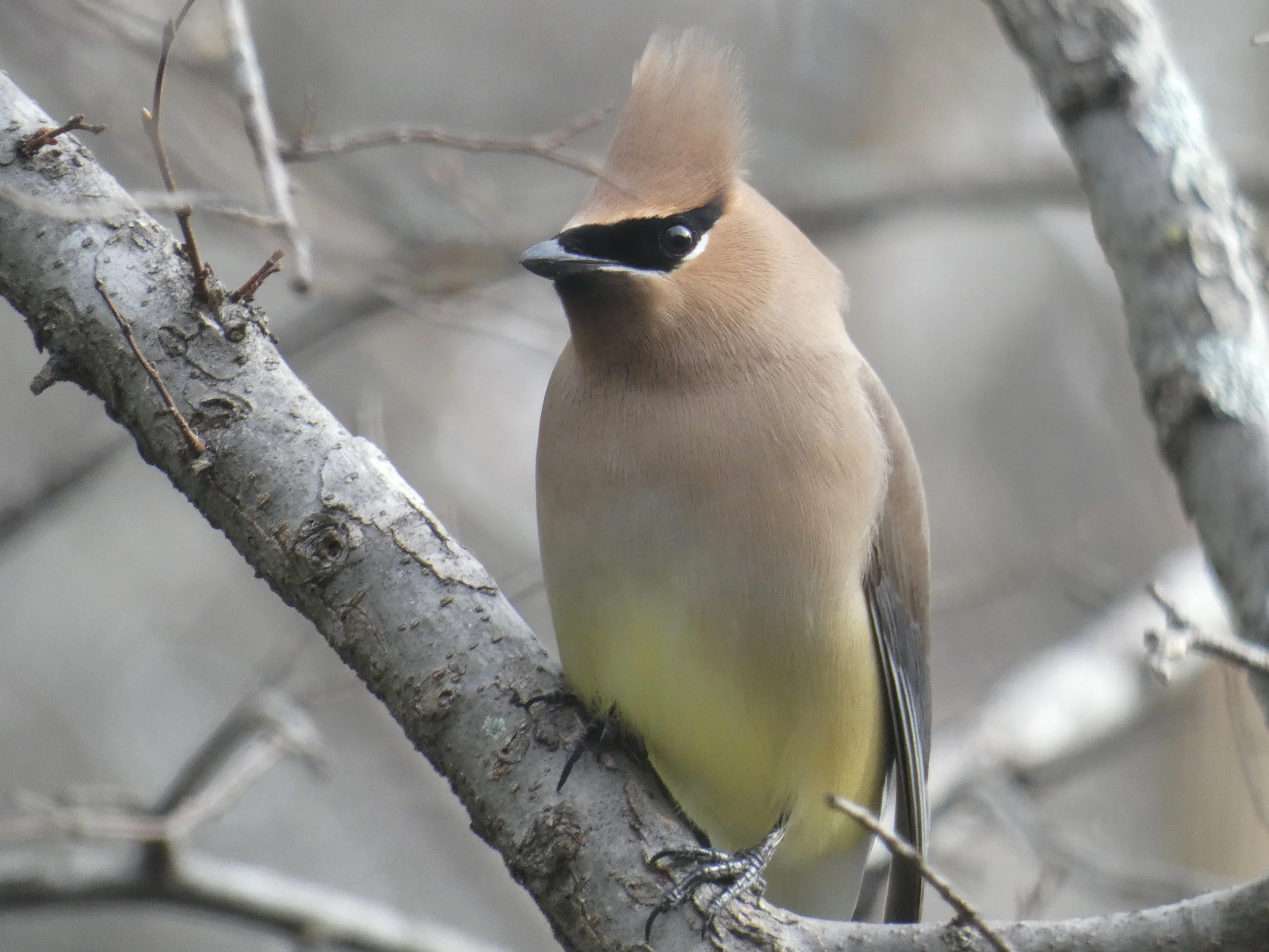  Cedar Wax Wings -  Each early spring, they attack our Yaupon Holly berries in a flock frenzy and strip the trees bare. 