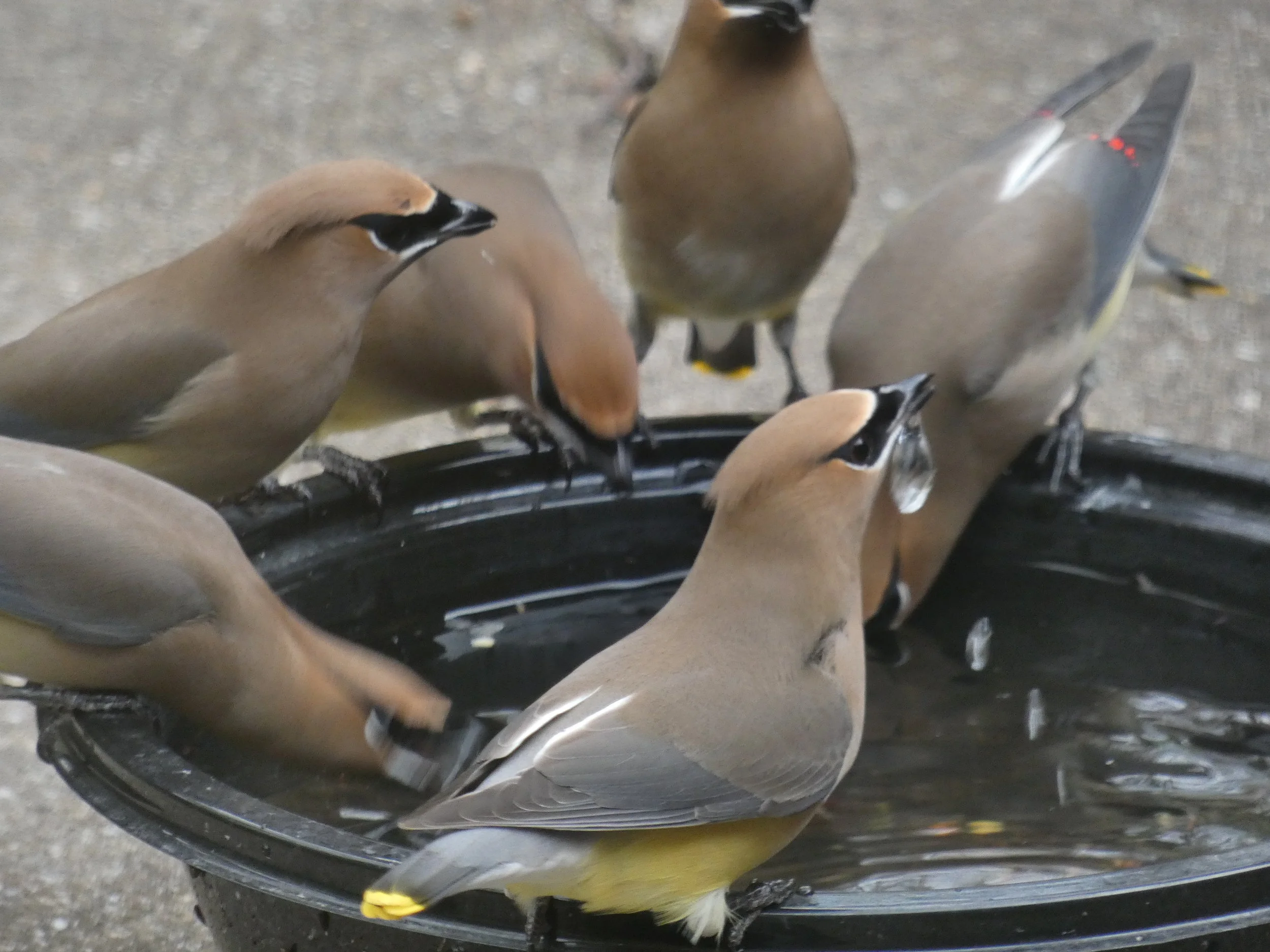  Cedar Wax Wings - And they get thirsty!  Drooling! 