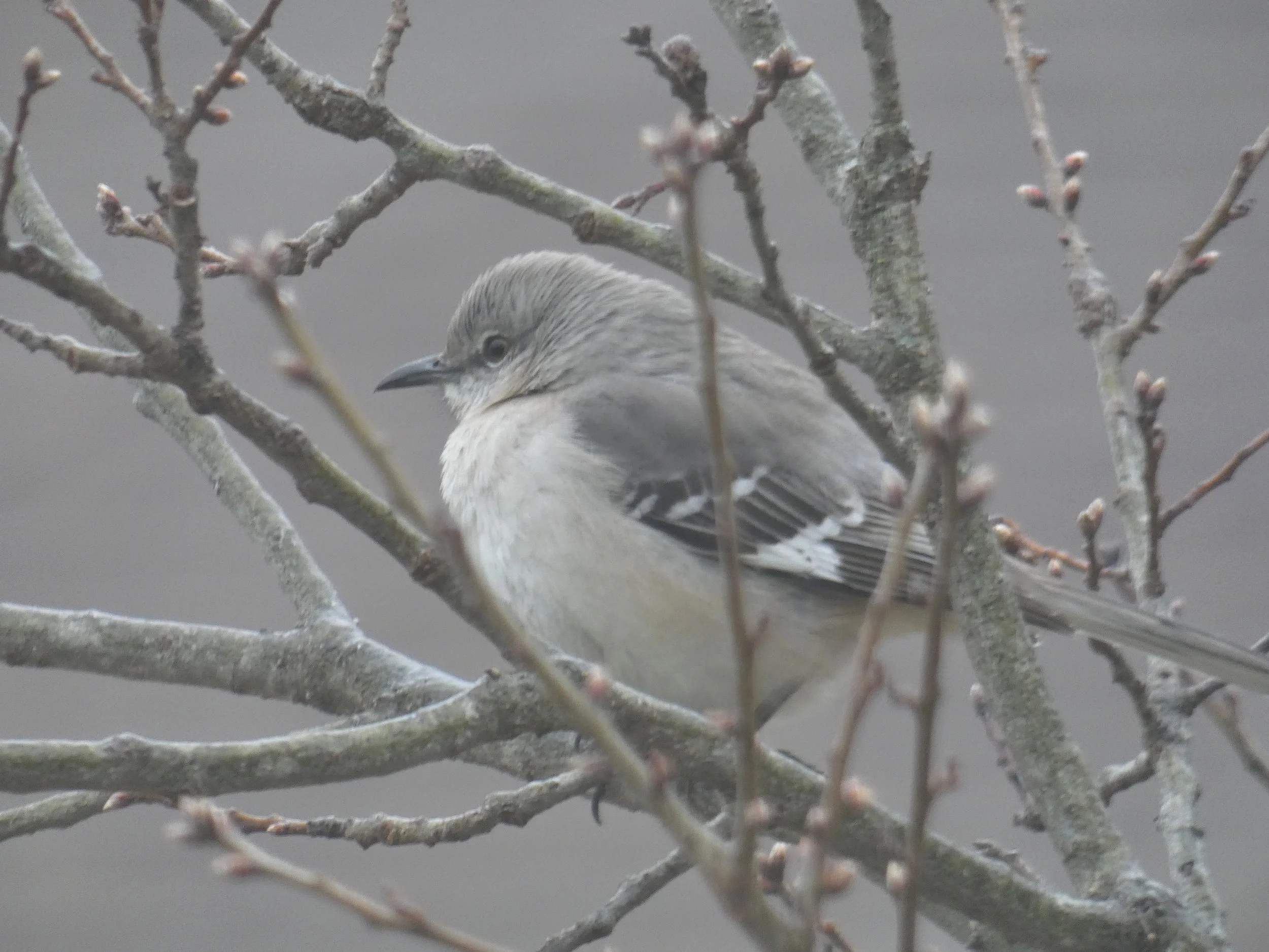  Mockingbird - Fluffy on a cold day.  This one Mockingbird does his best to guard the Yaupon berries and chase away a whole flock of Cedar Wax Wings.  He is often successful. 