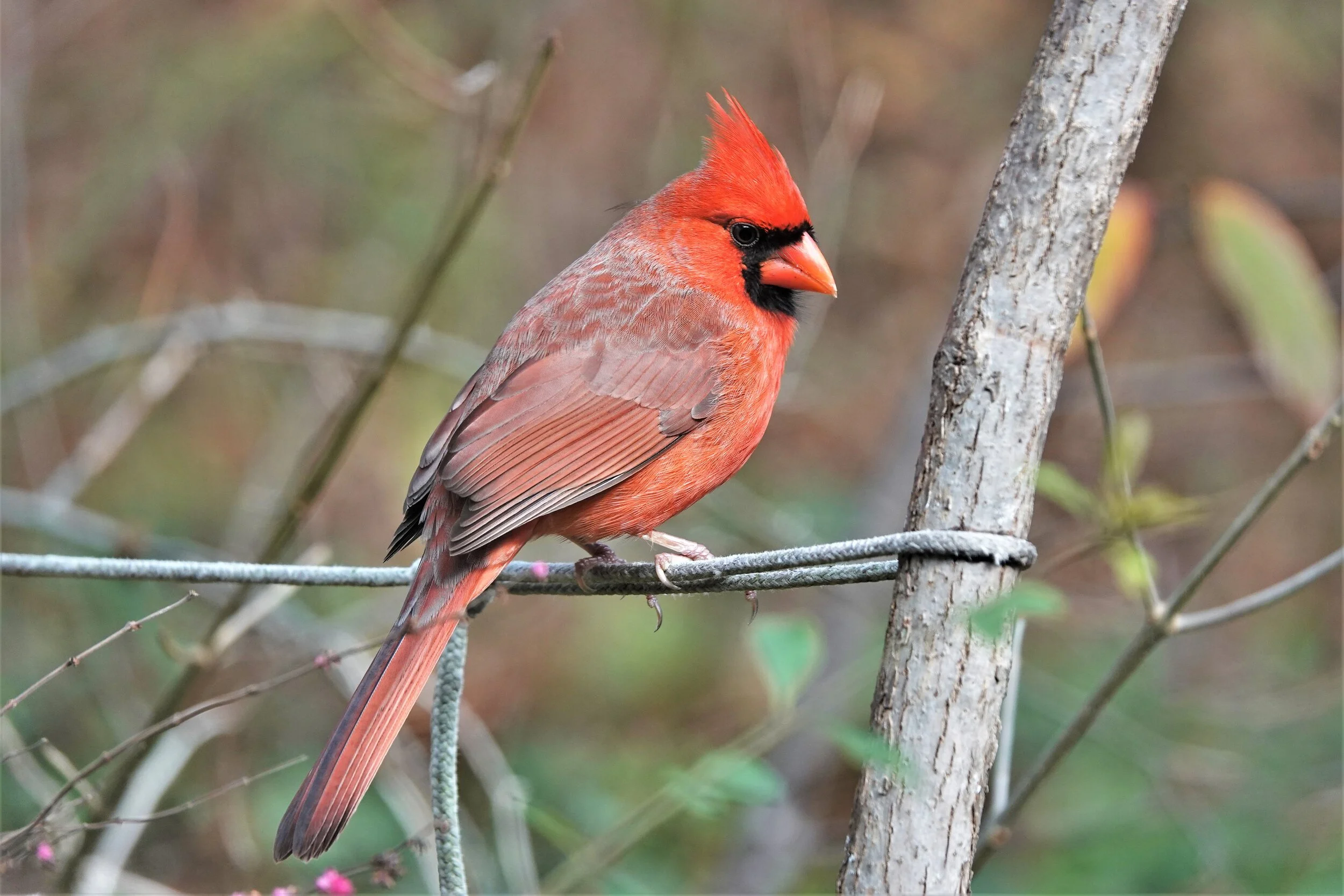 American Cardinal - Male