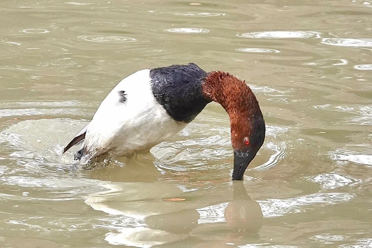 Water Fowl preparing to dive