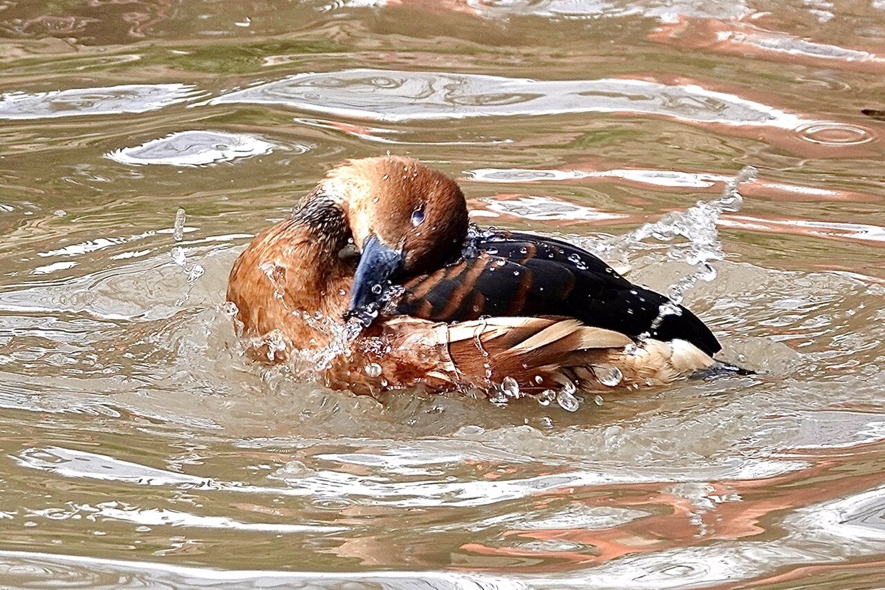 Water Fowl preening
