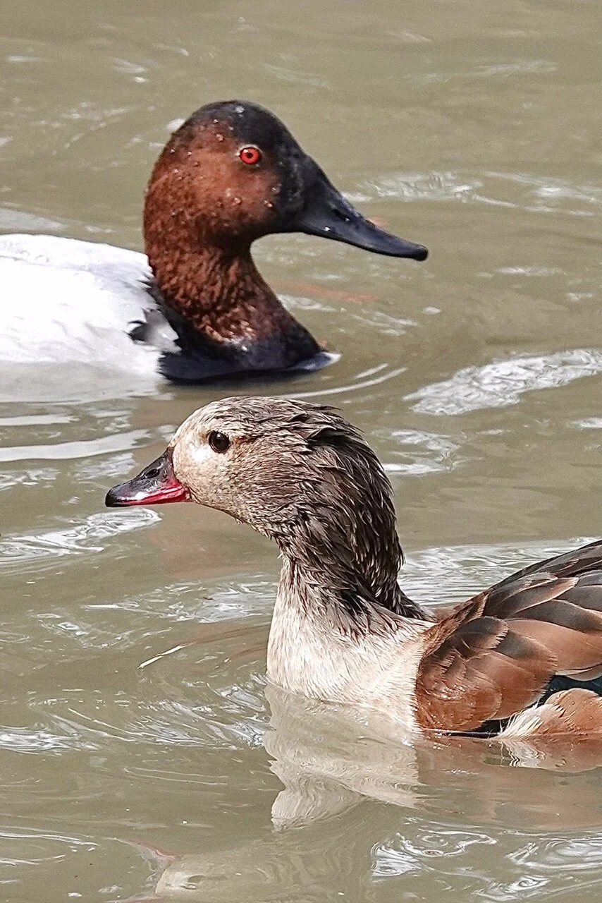 Water Fowl - Don't know what they are