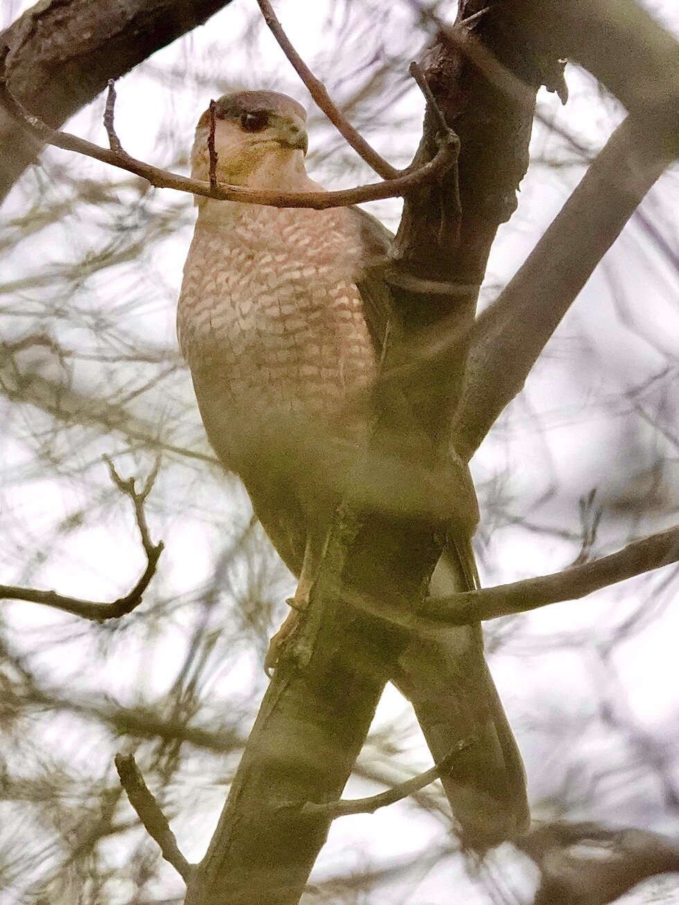 Hawk - either Coopers or Red-Shouldered....not sure.  Help?