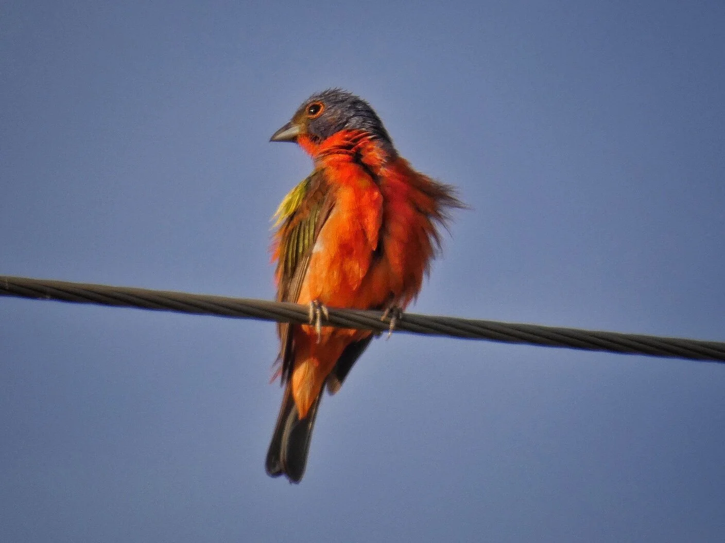 Painted Bunting