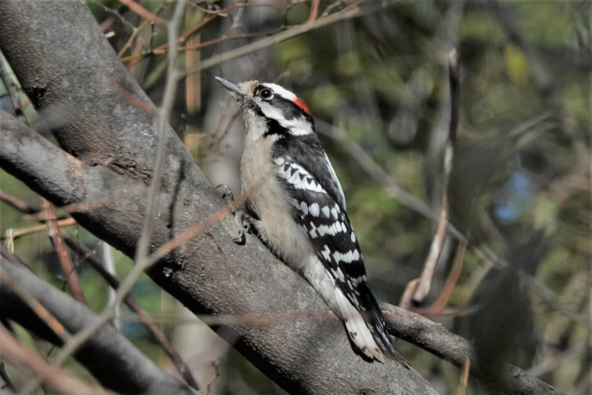 Downy Woodpecker - Male