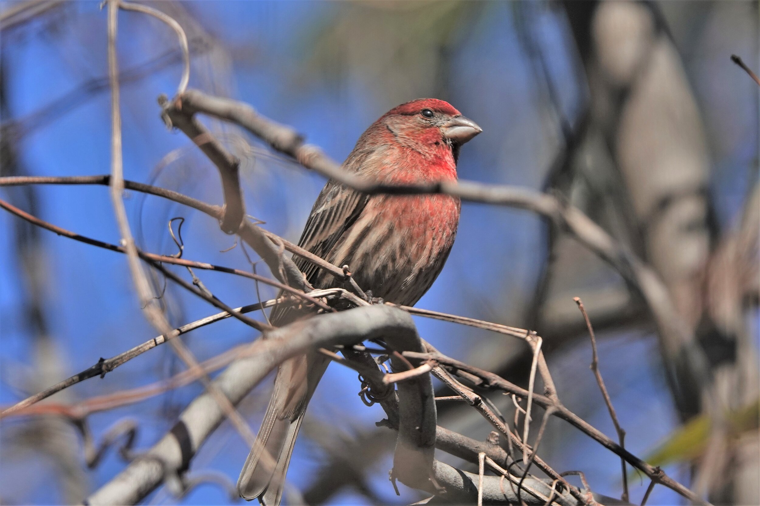 House Finch - Male
