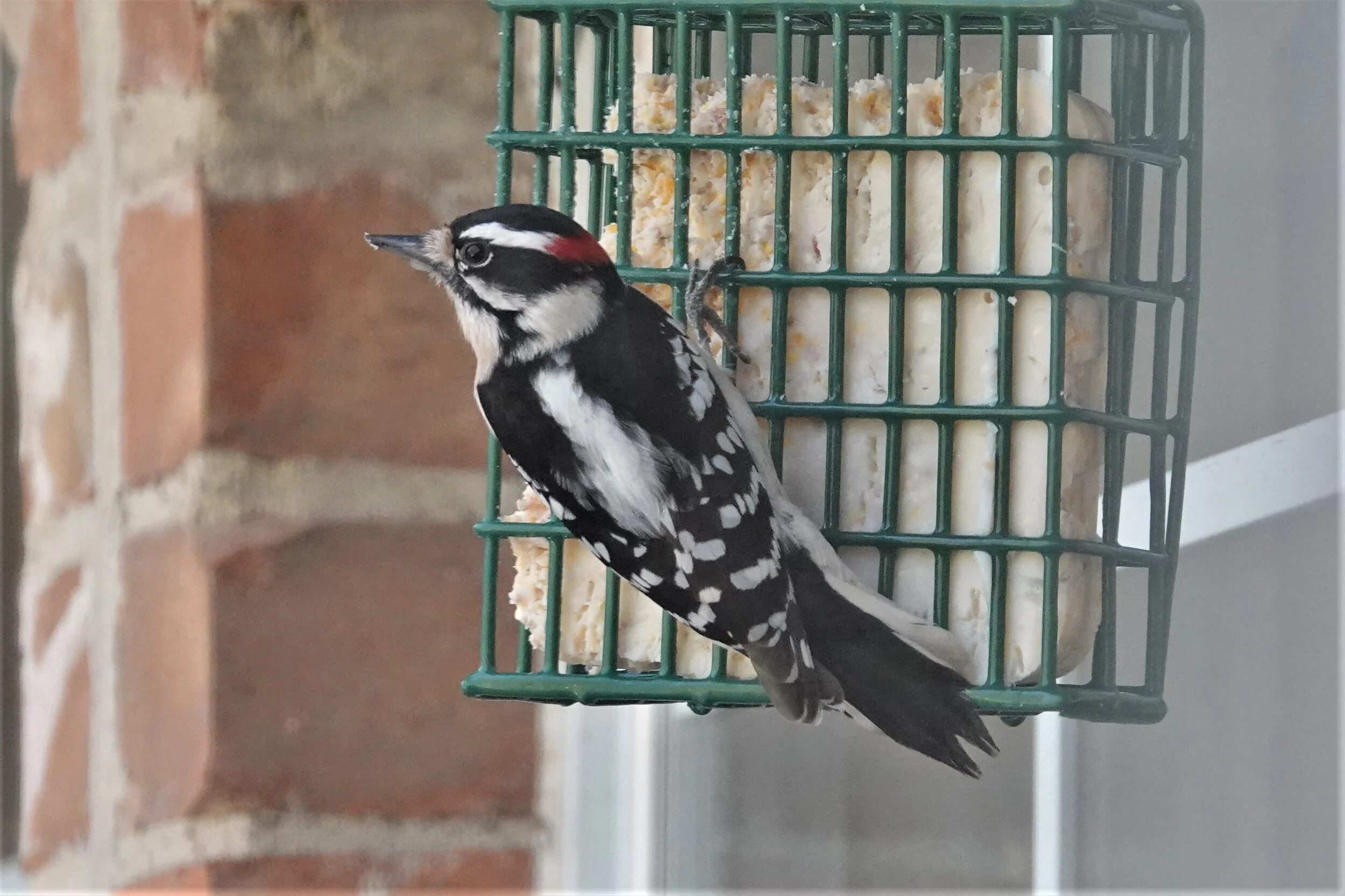 Downy Woodpecker - Male
