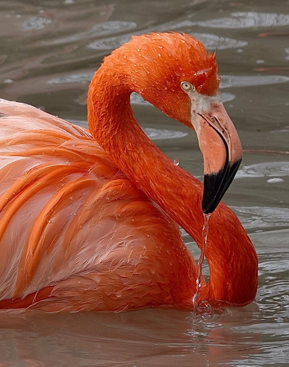 Flamingo