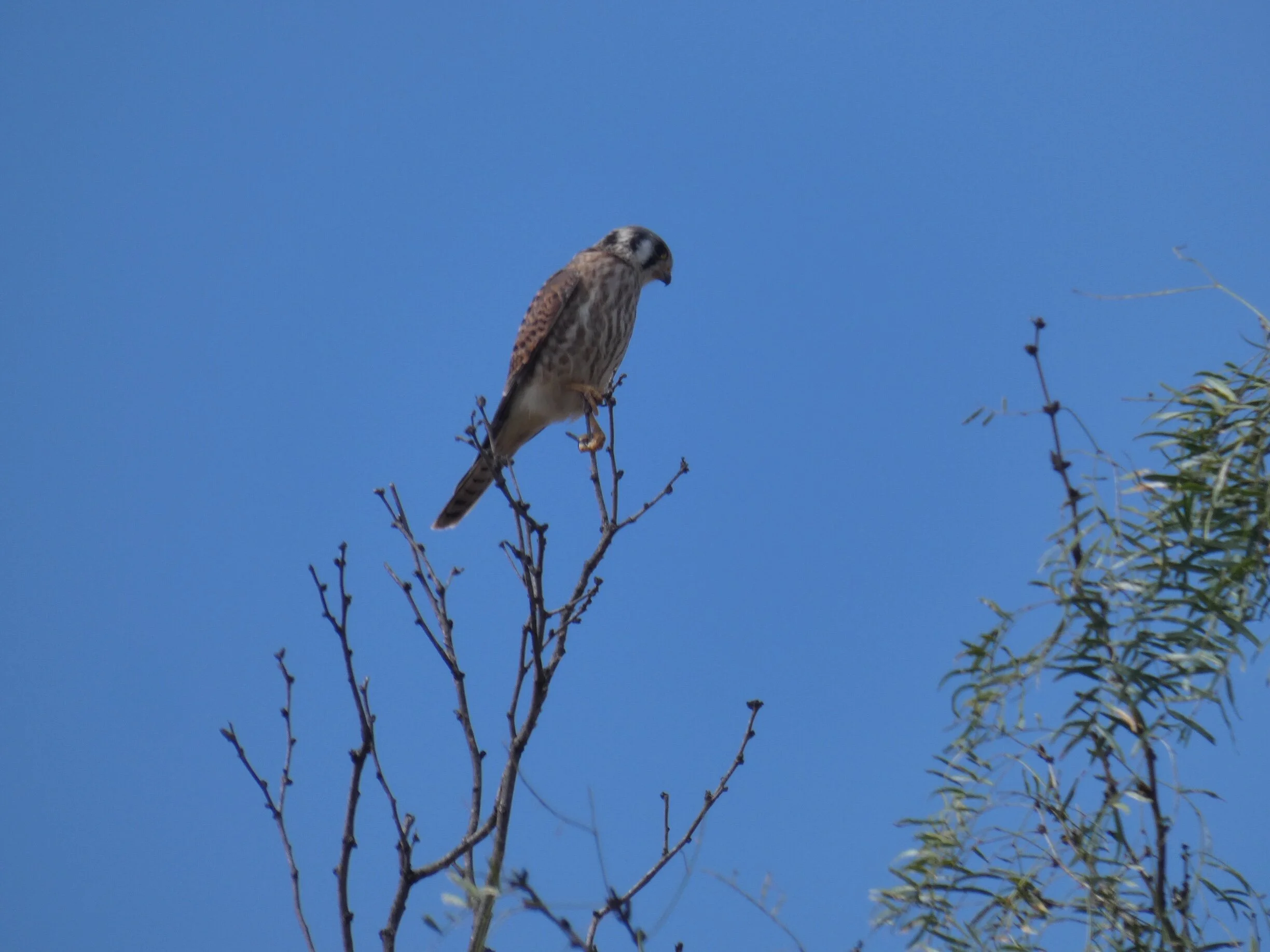 Kestrel Hawk