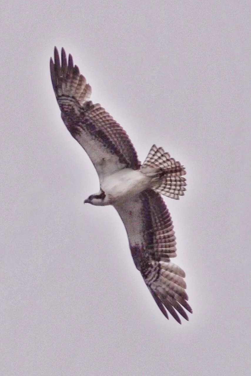 Osprey