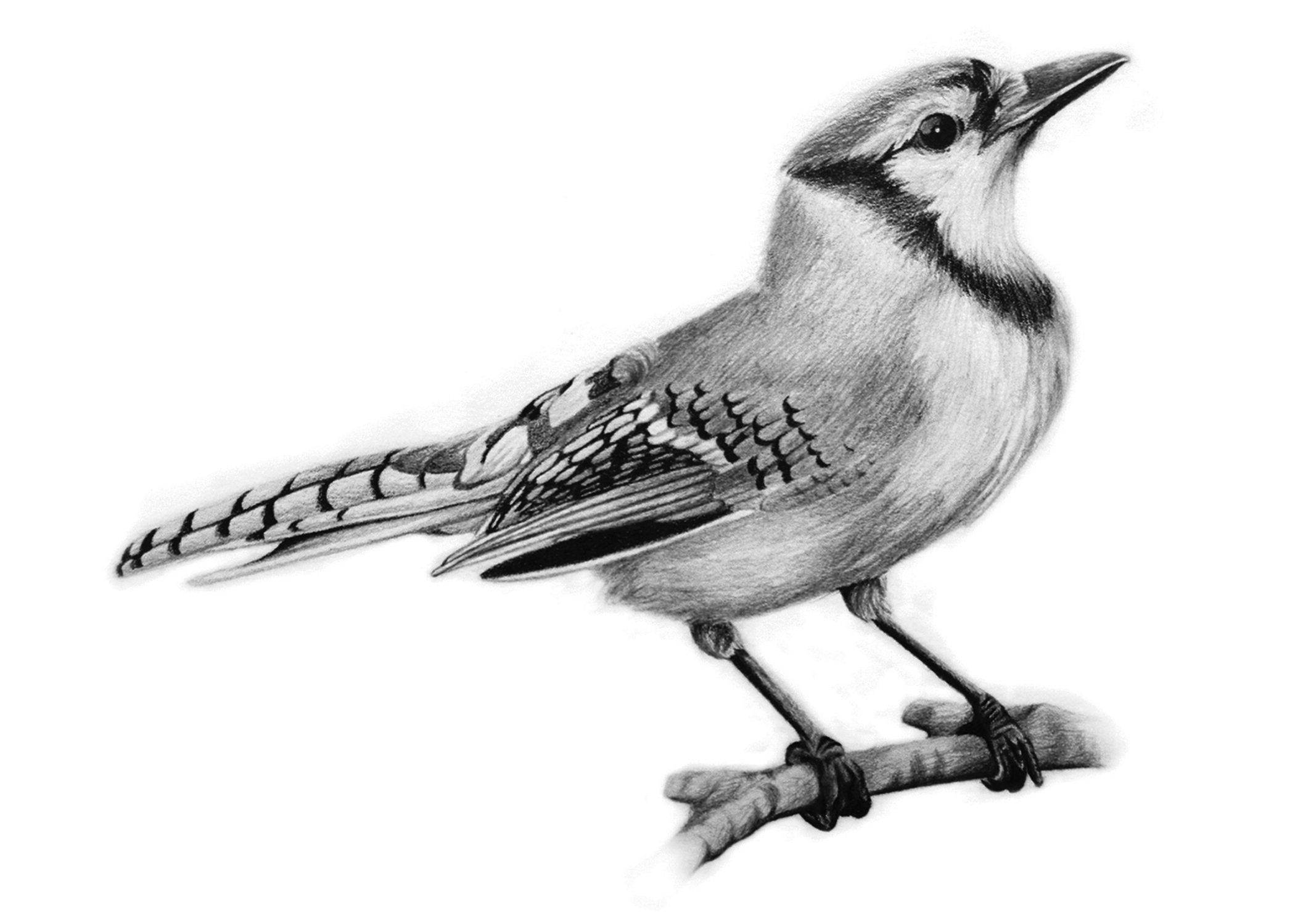 Bluejay - Pencil