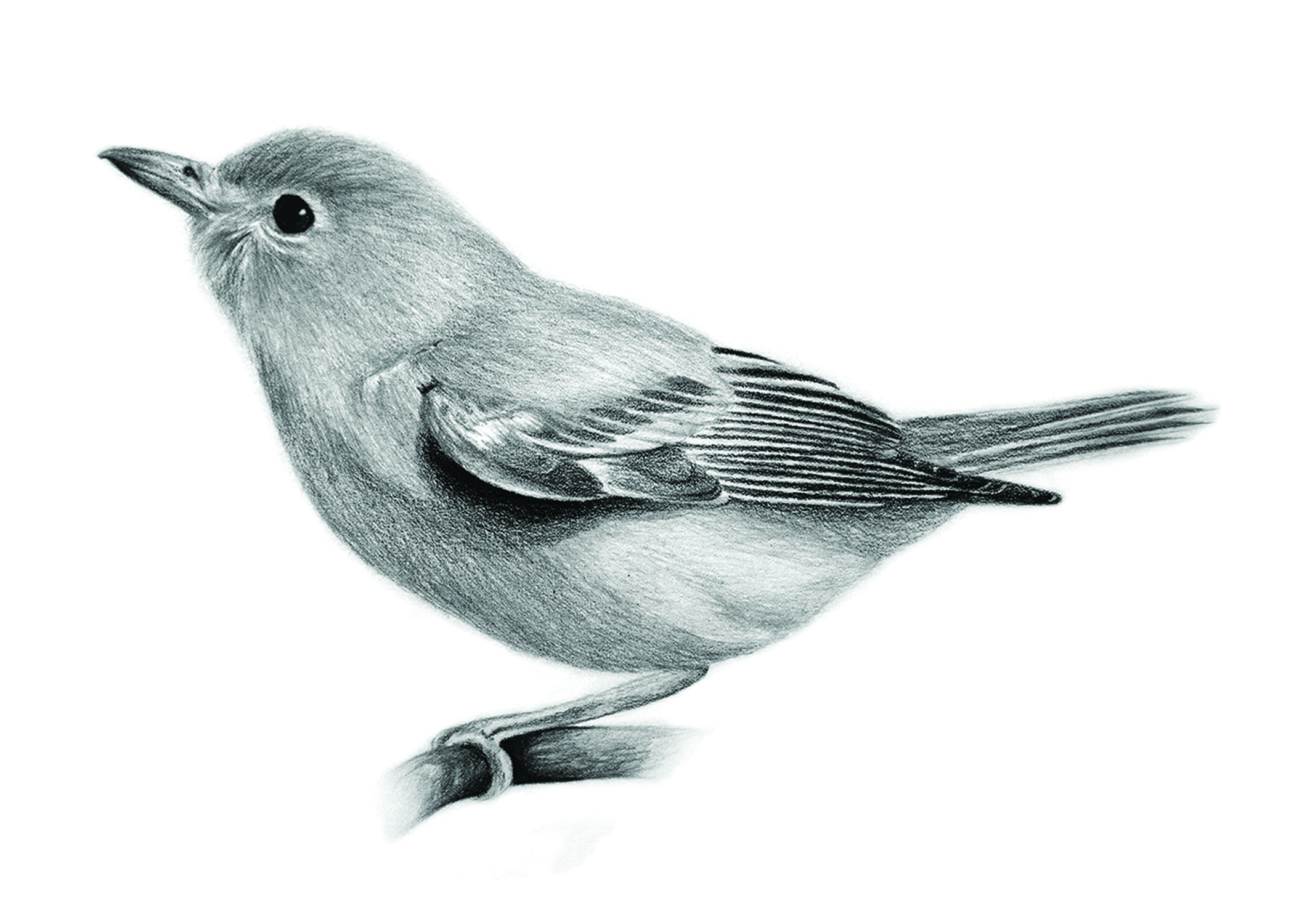 Vireo - Pencil