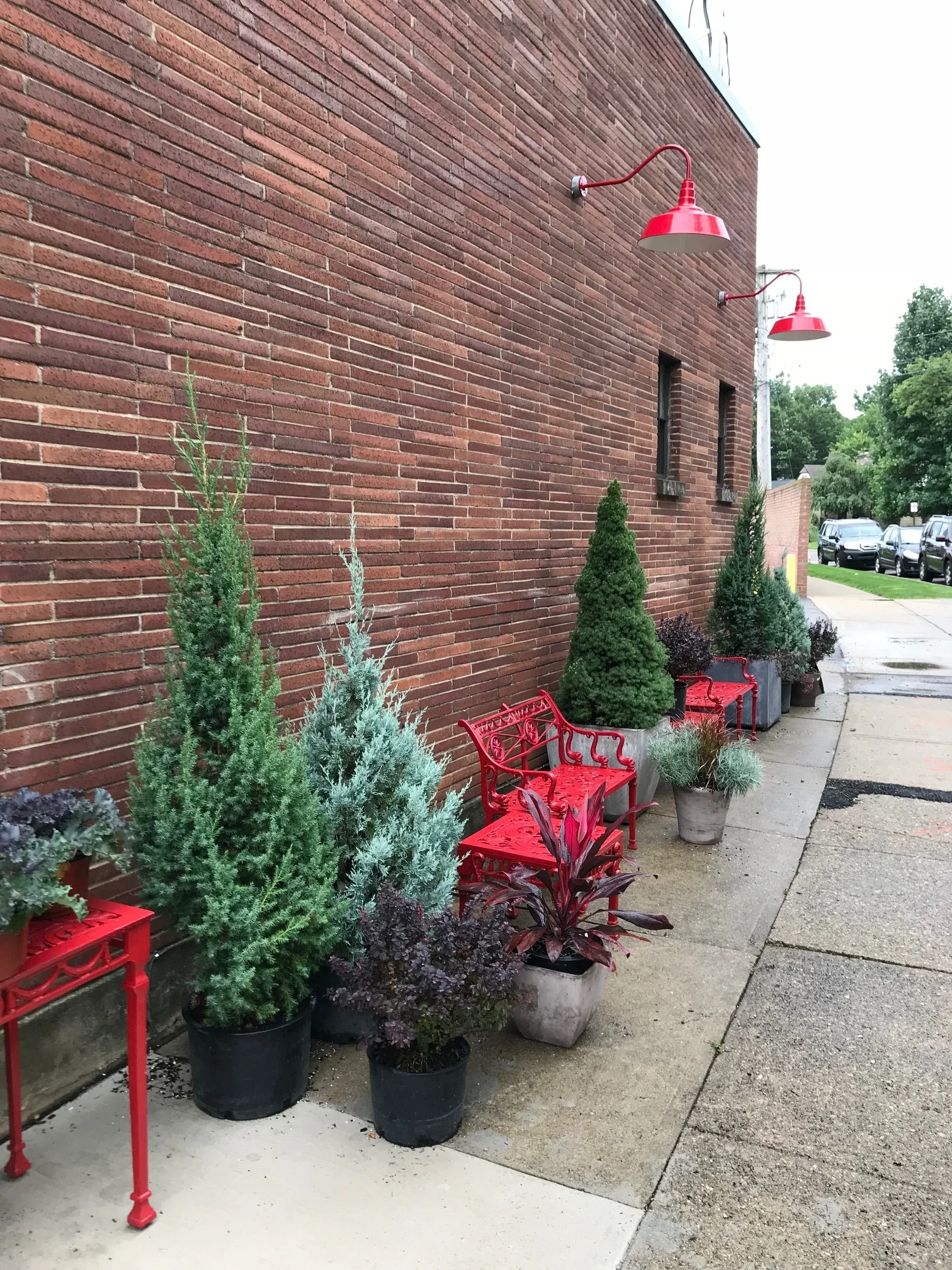 Evergreens and tropicals! 