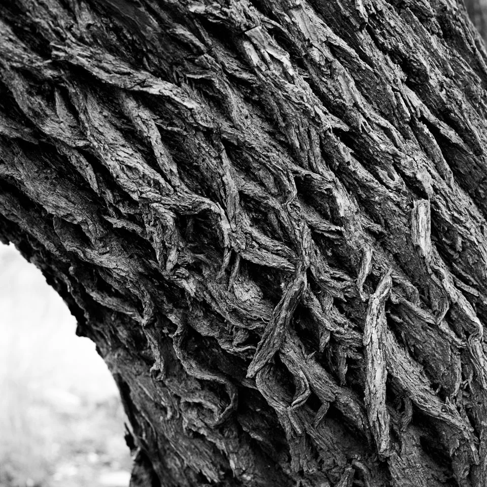 Hewlett Gulch 2 Oct 09(501c80mm)10_1.jpg