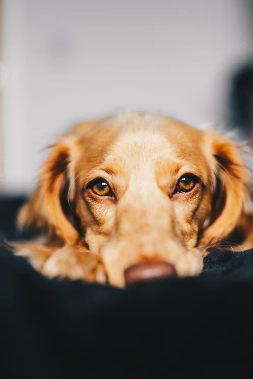 saddog.jpg