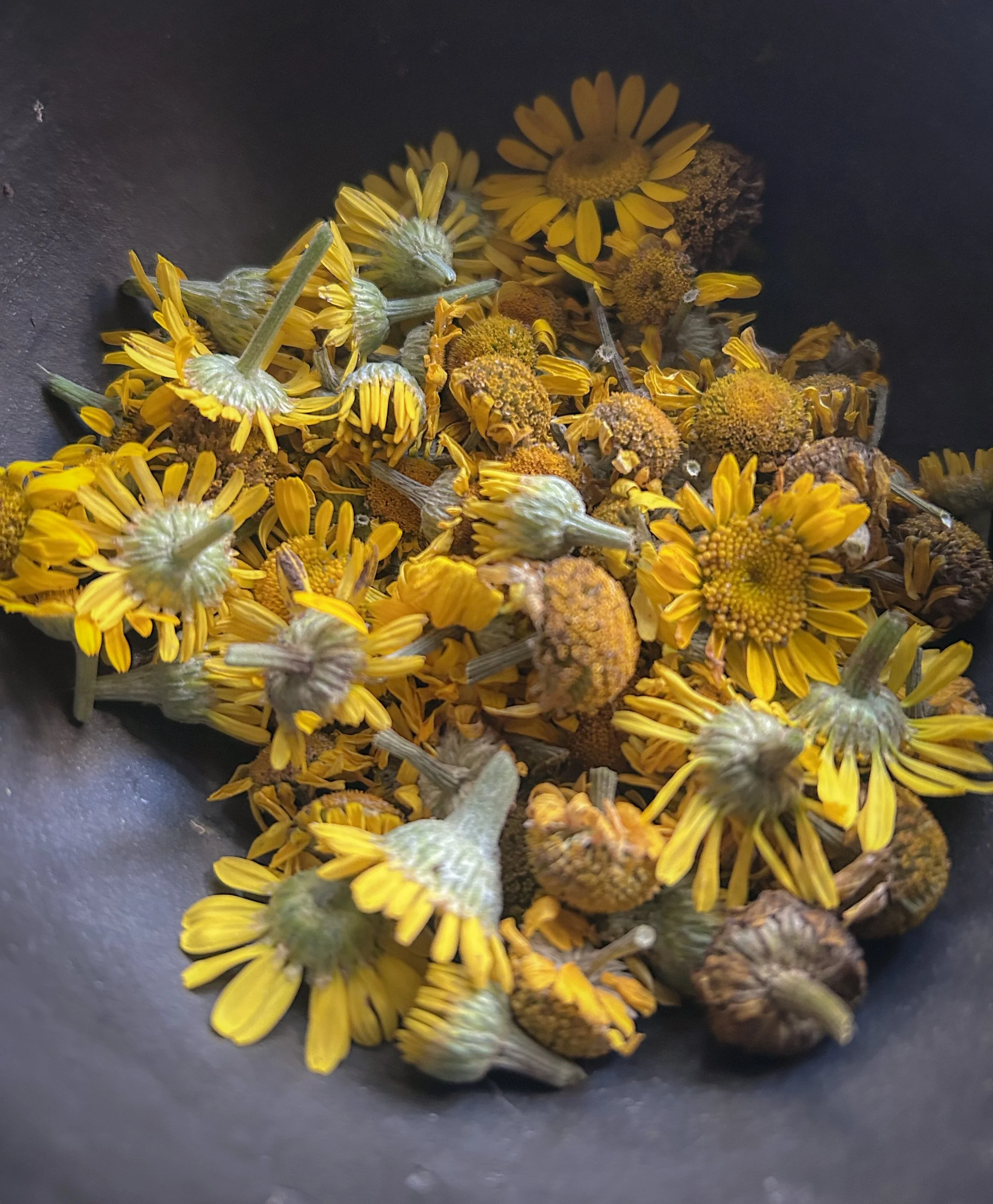 Dyer Chamomile