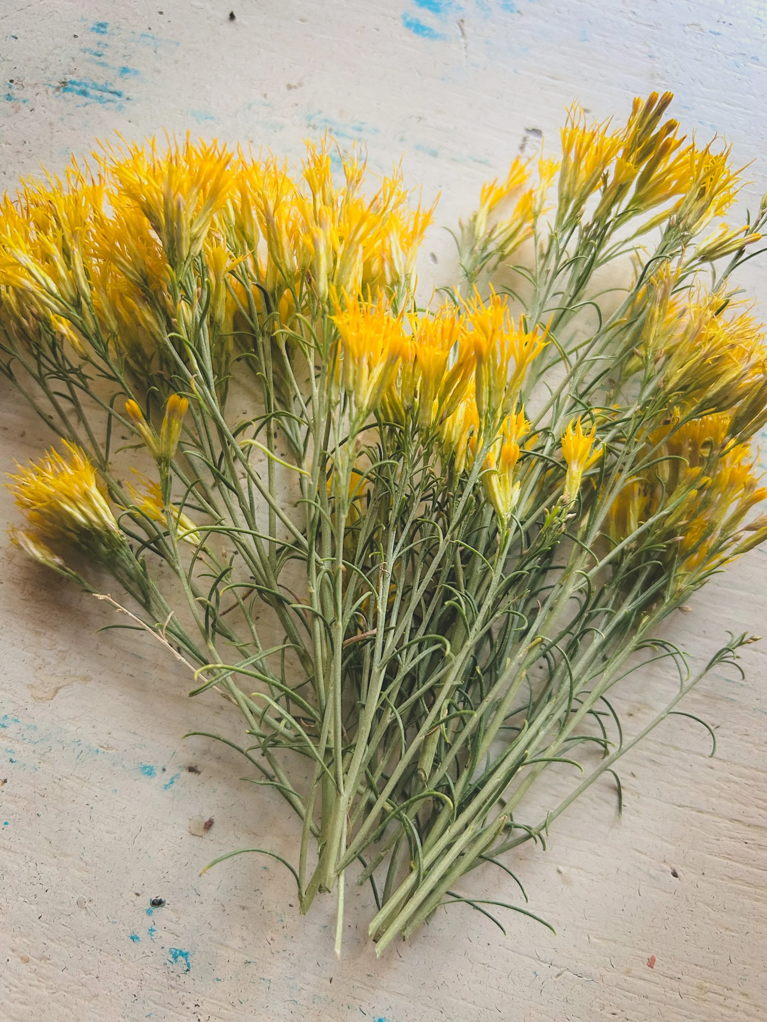 Harvested Rabbit Brush