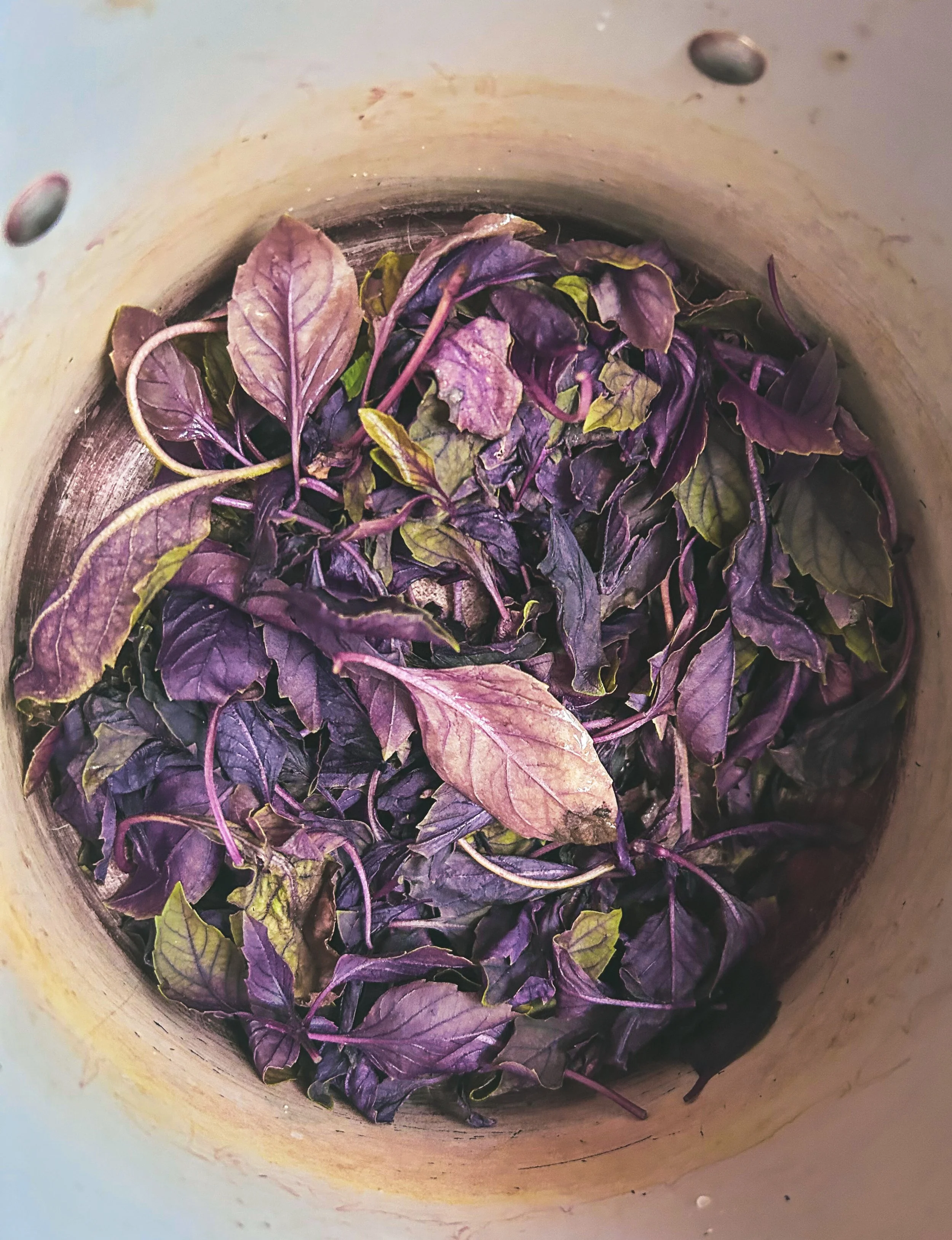Thai Basil leaves used for ink making