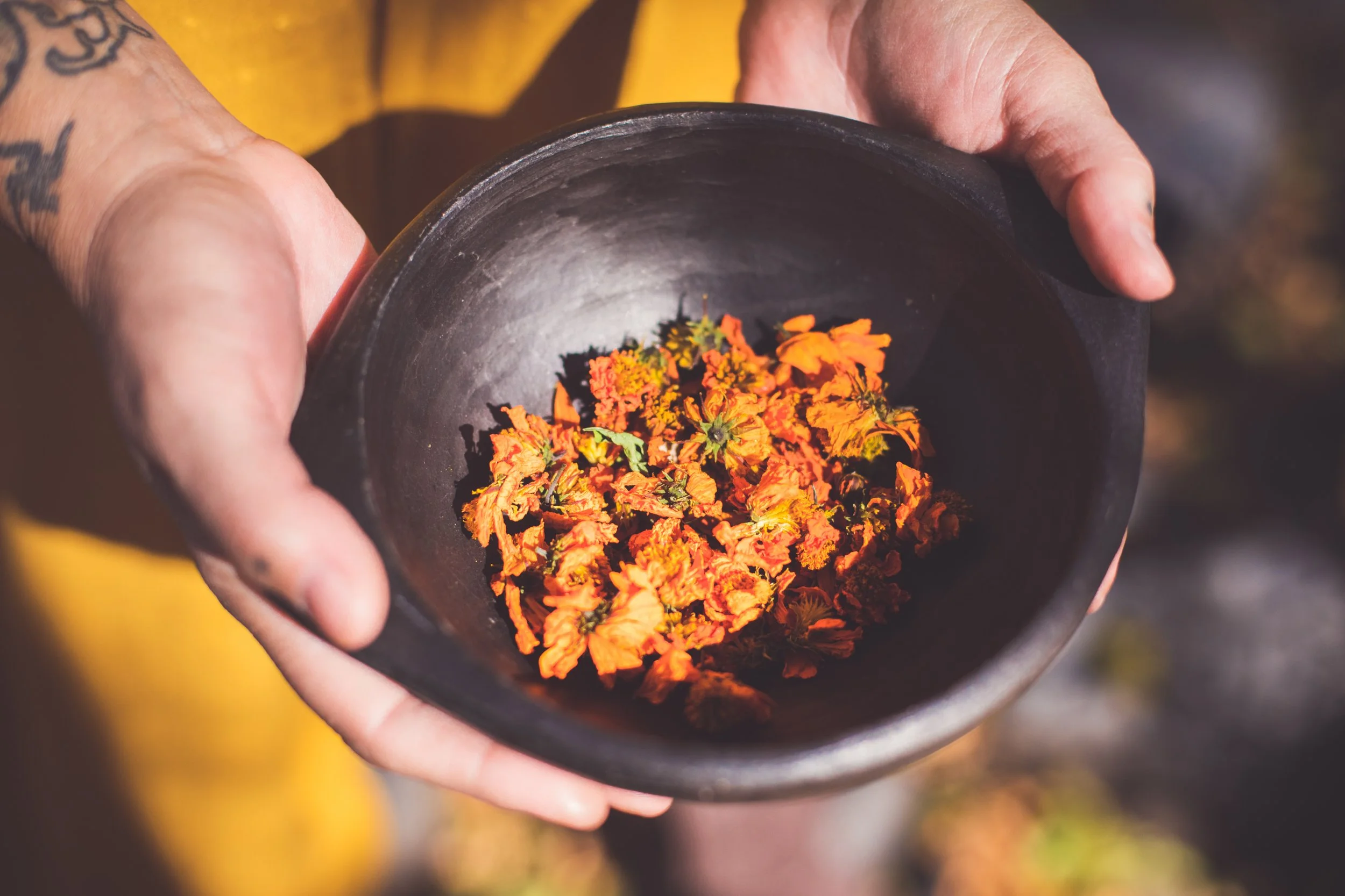 Jill Sans holding a bowl of dried cosmo flowers, used to make ink for painting.