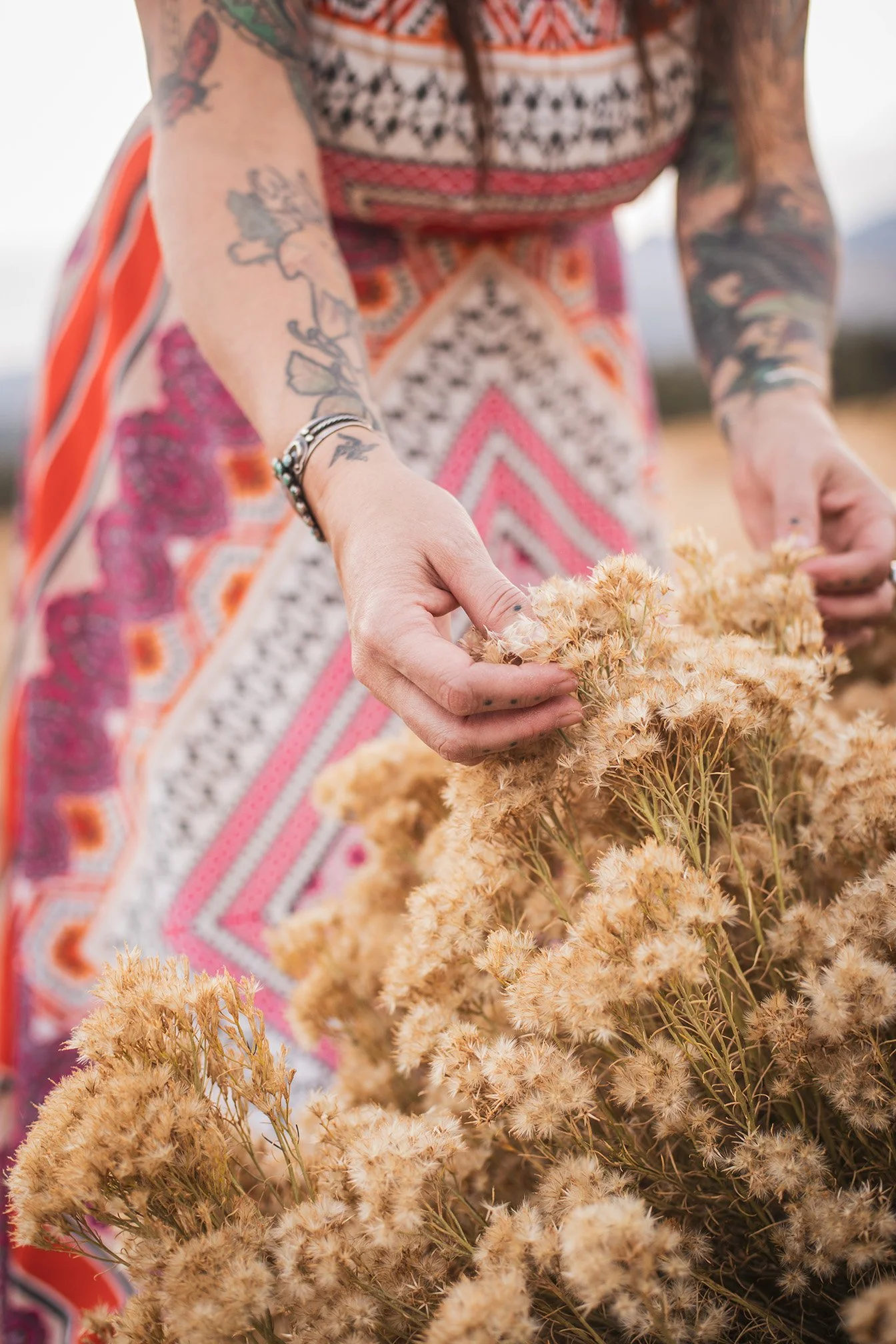 Jill Sans, artist, touching the remains of blooming native plant, rabbit brush