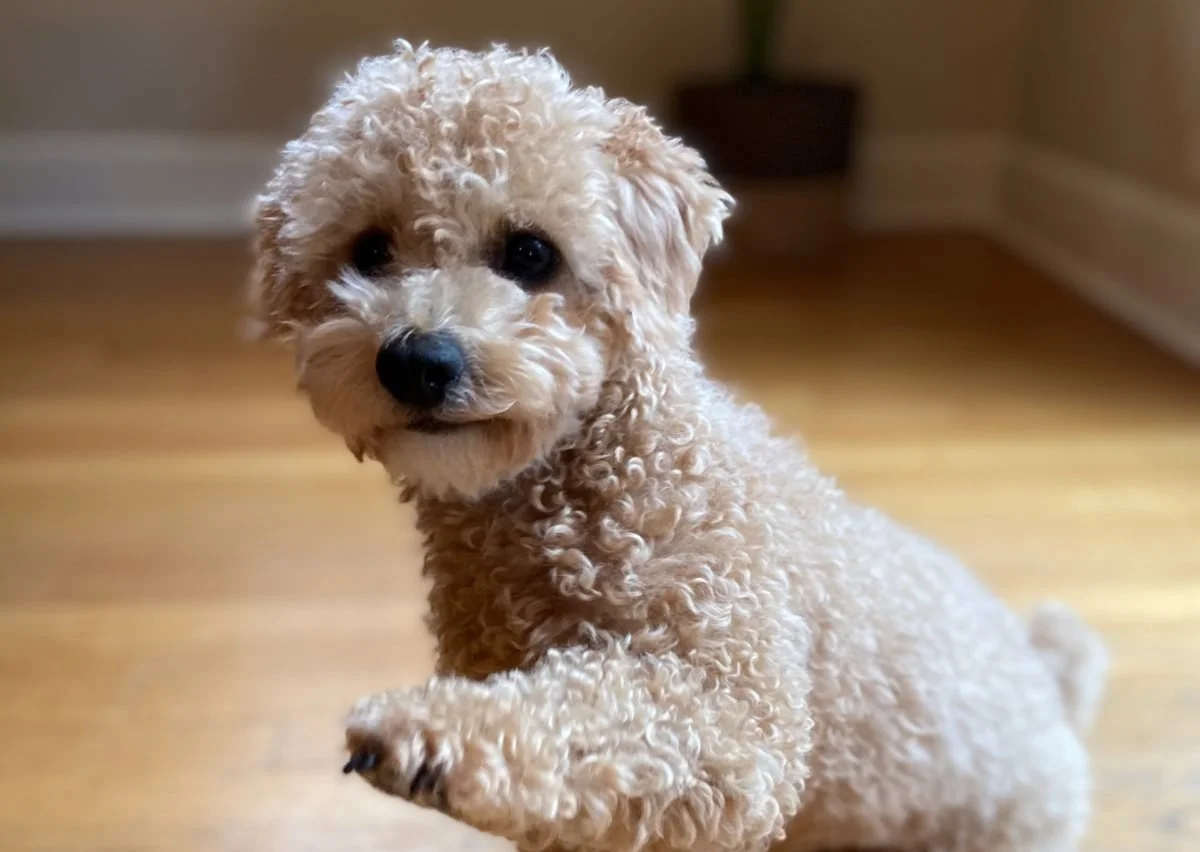 PBS NEWSHOUR| Pets are part of the family. That makes it harder when veterinary care is out of reach