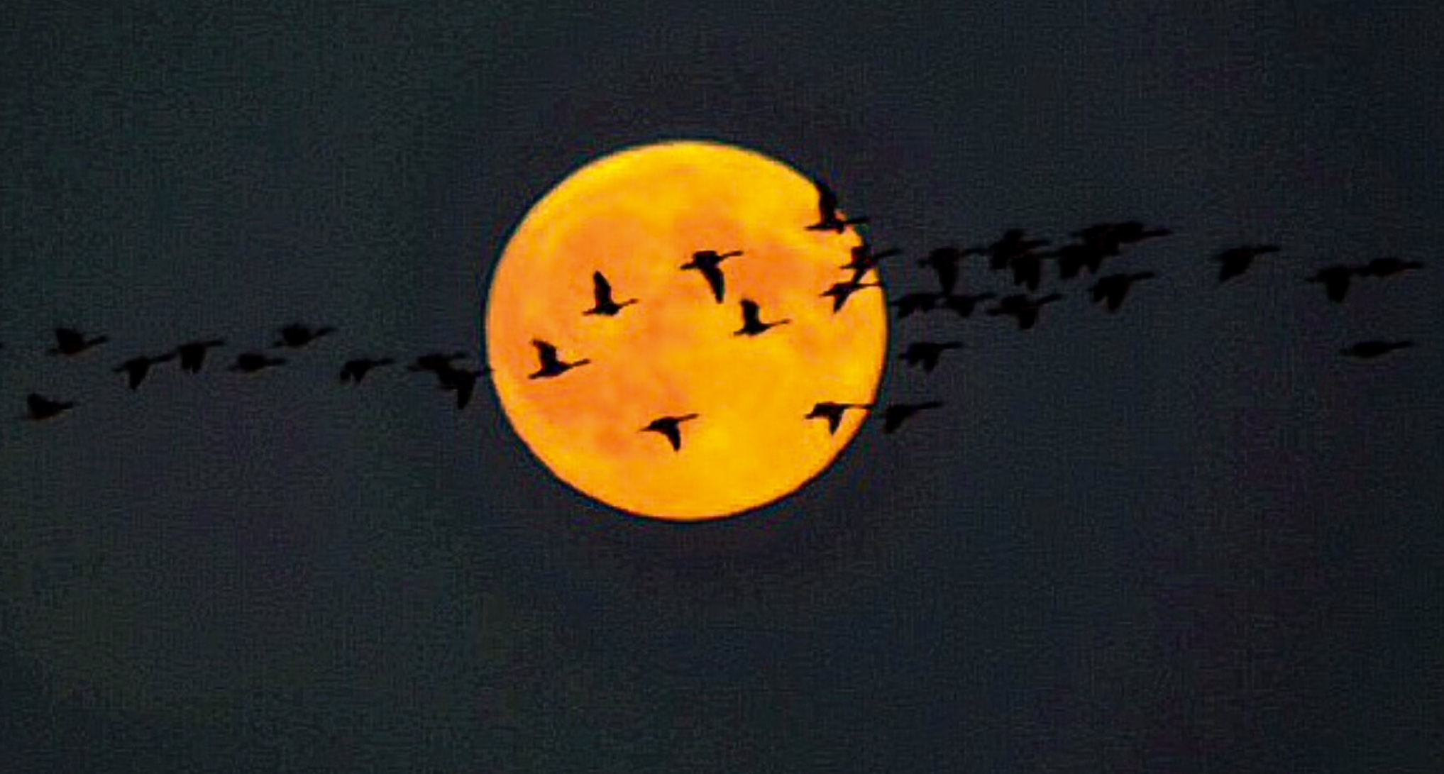 Geese and Supermoon