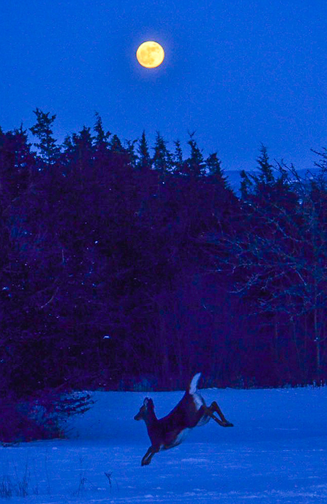 Deer and New Years Day Supermoon