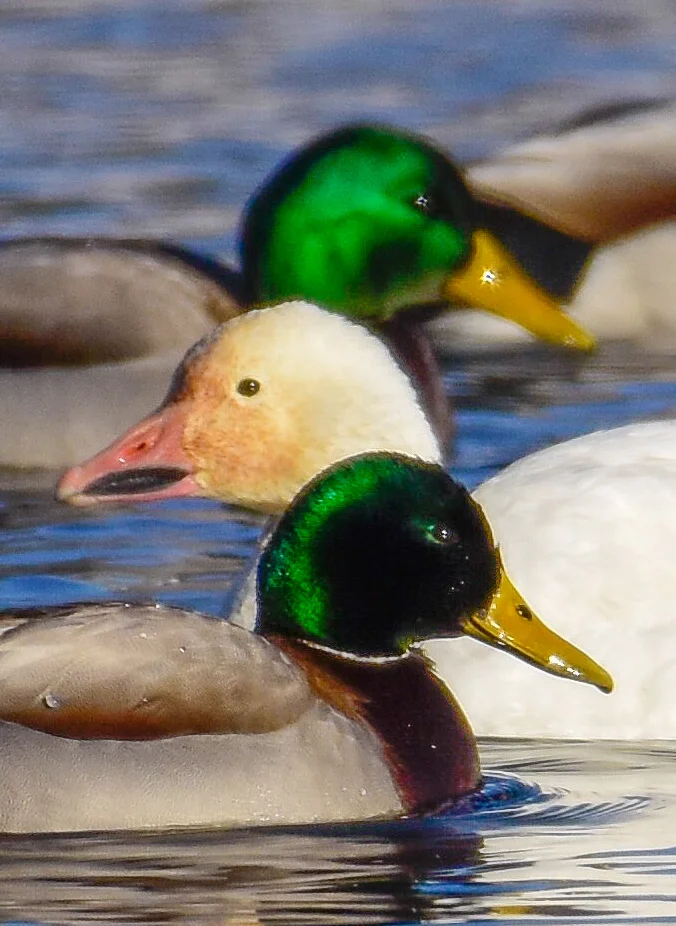 Male Mallards and Snow Goose on Lake Champlain