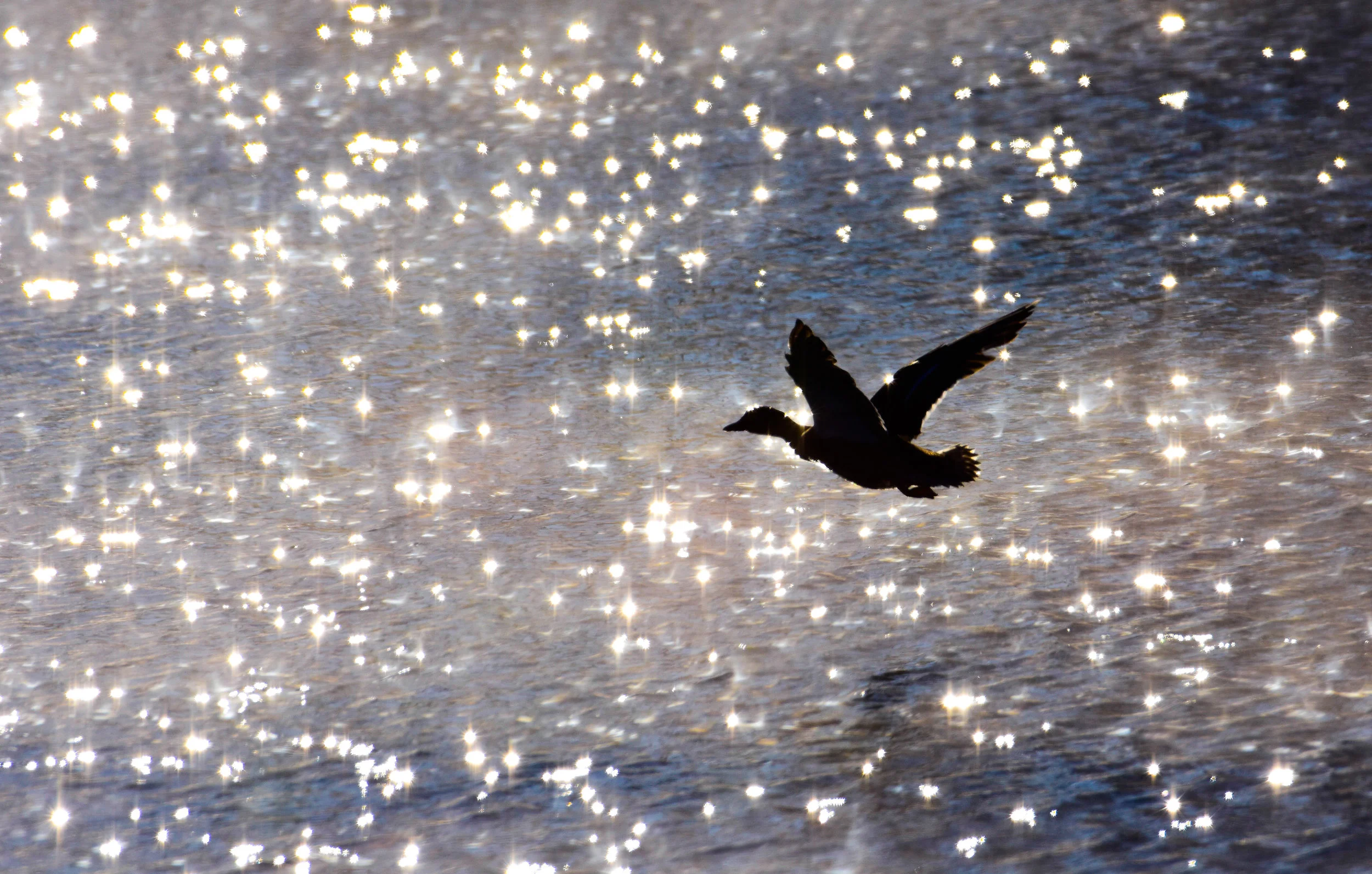 Mallard Silhouette over Lake Champlain