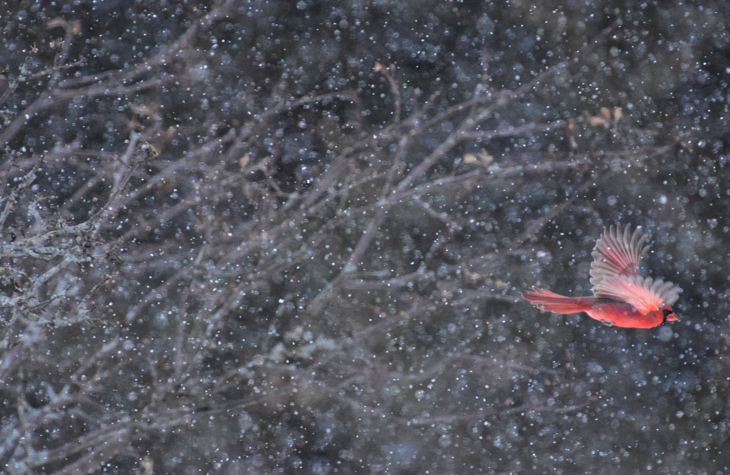 Male Cardinal Flying Through Snow_1