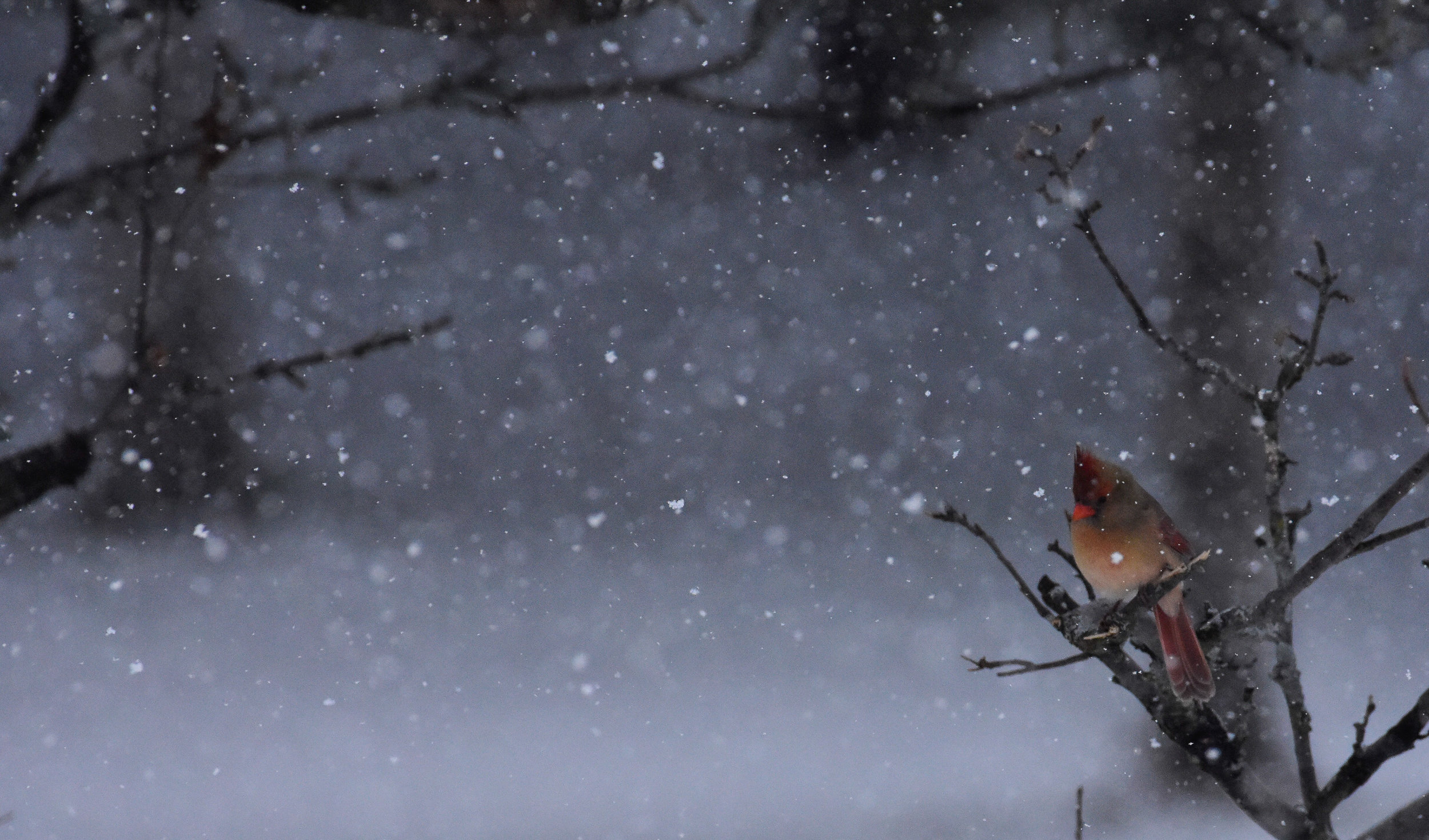 Female Cardinal in Tree During Snowfall