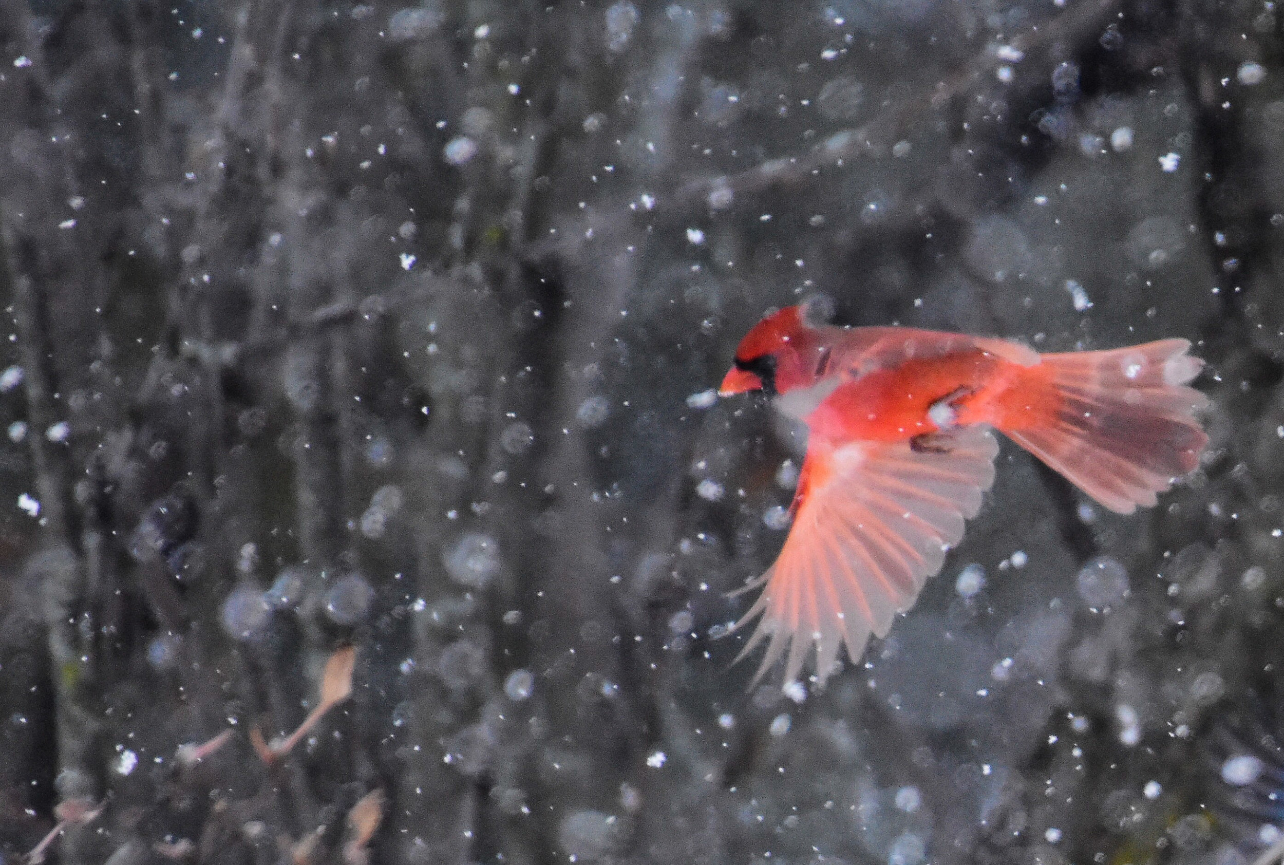 Male Cardinal Flying Through Snow_2