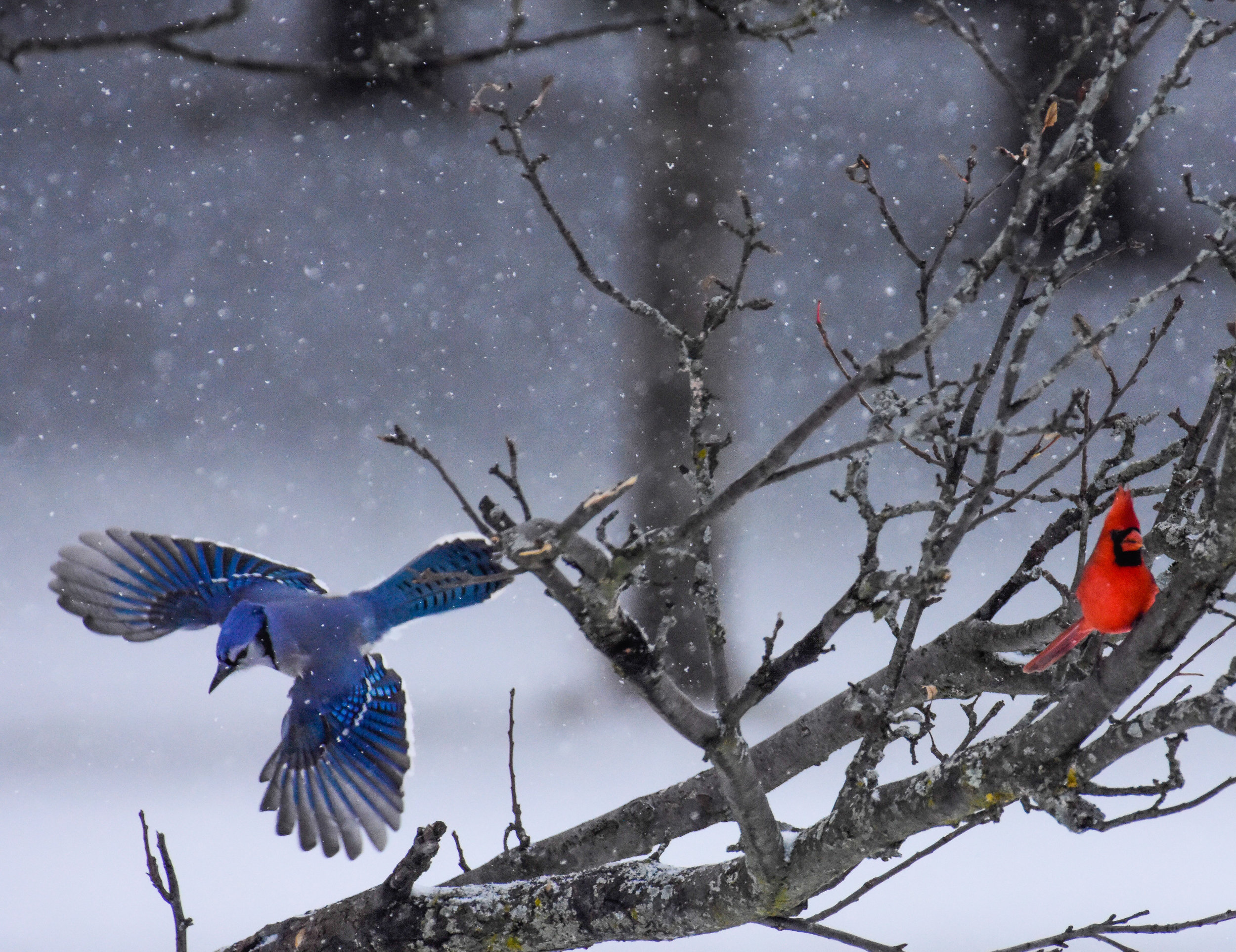 Male Cardinal in Tree and Blue Jay in Flight