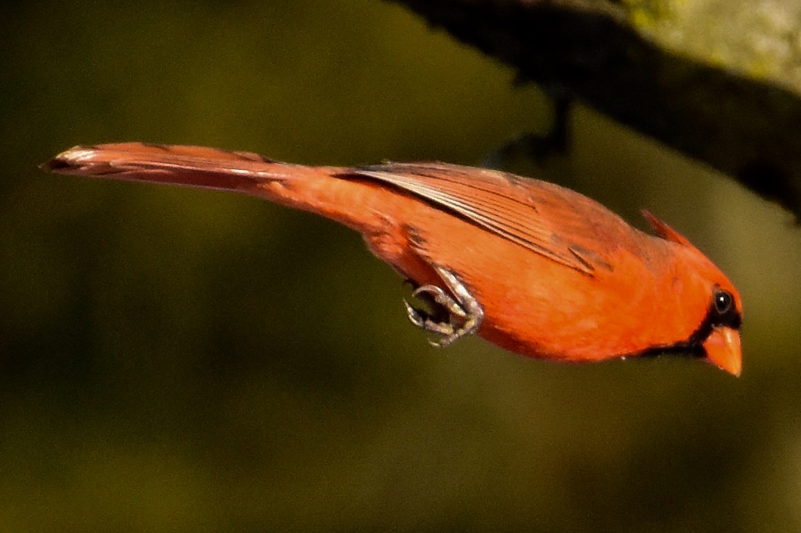 Male Cardinal in Flight