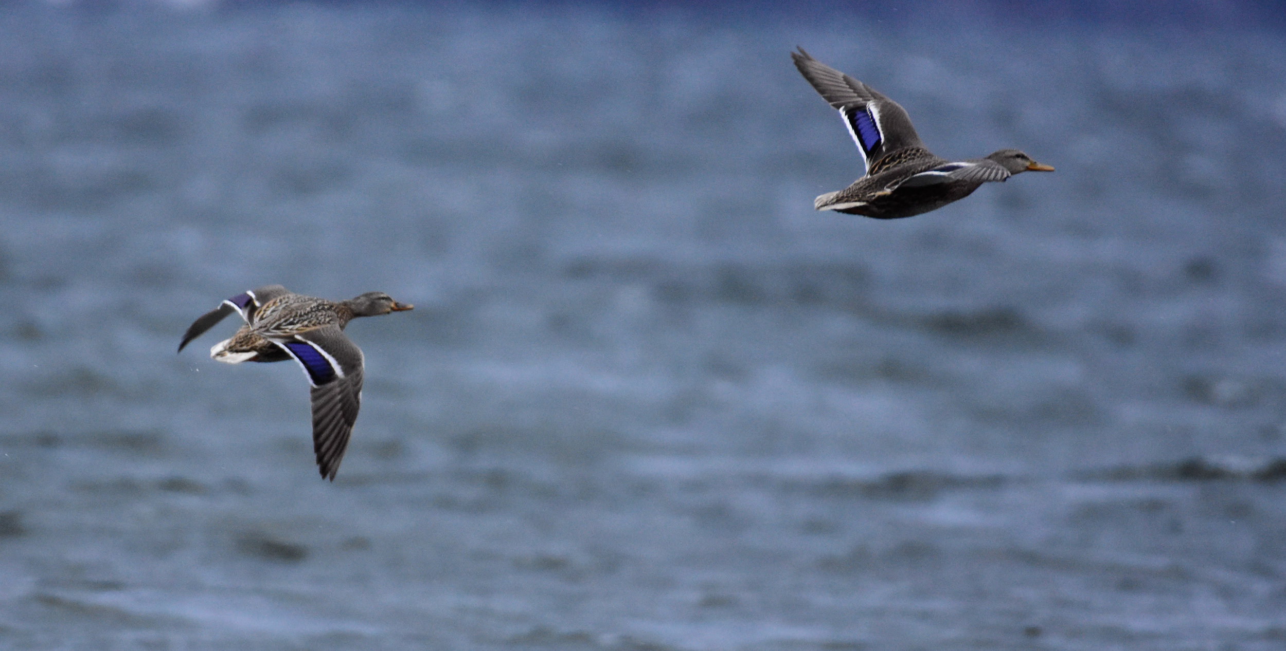 Female Mallards in Flight over Lake Champlain