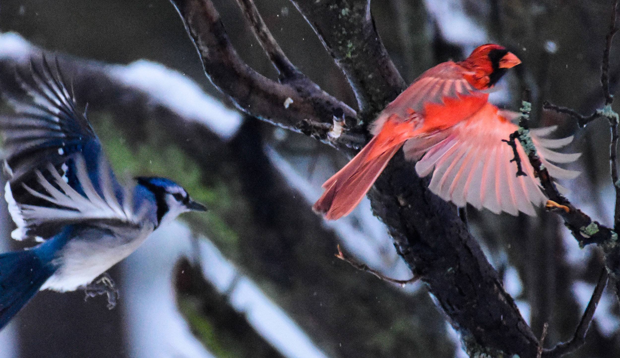 Male Cardinal and Blue Jay in Flight