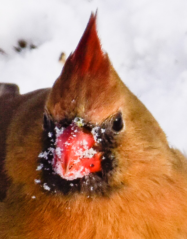 Female Cardinal Closeup 