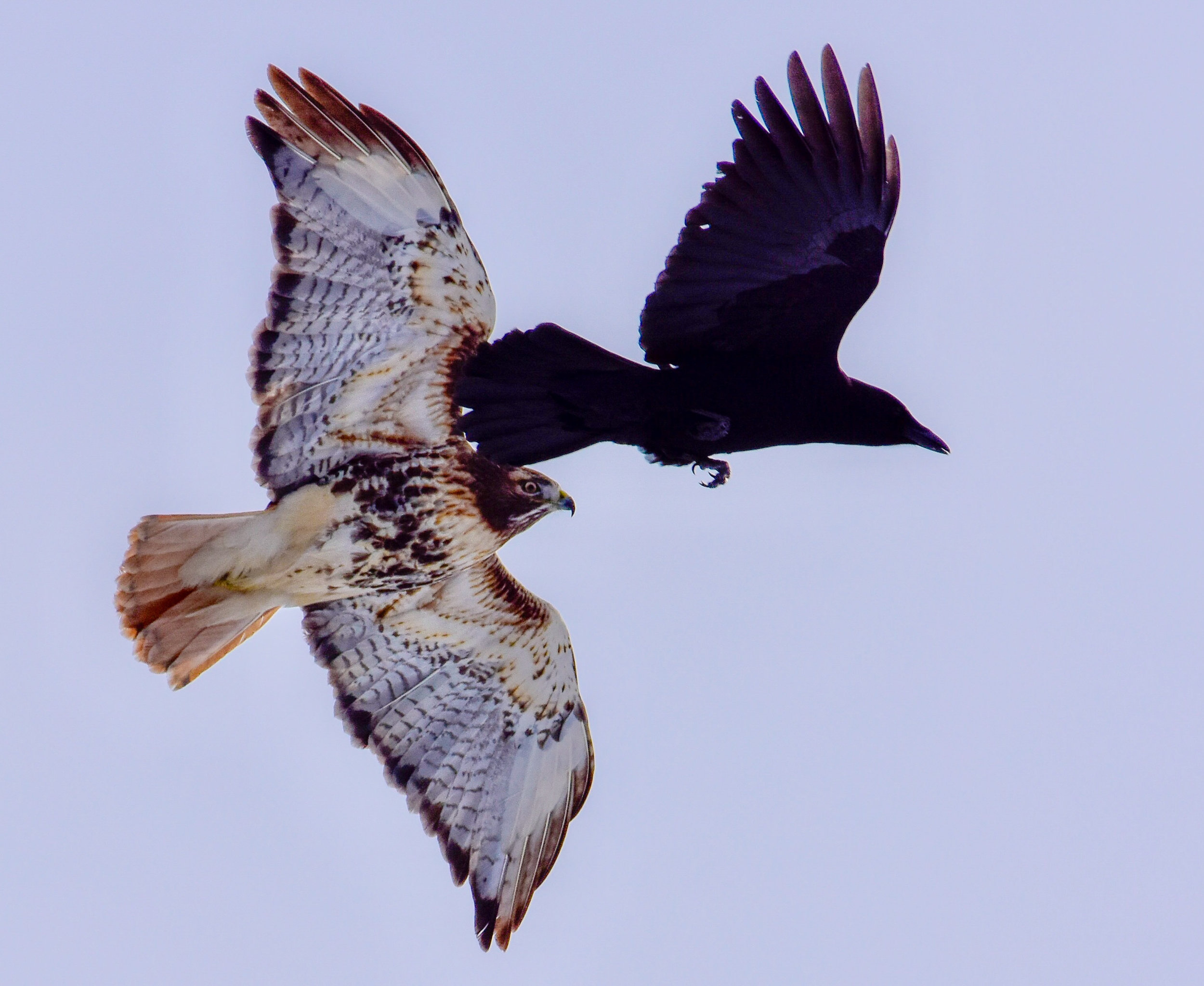 Crow Attacking Red Tail Hawk_1