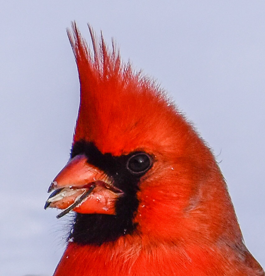 Male Cardinal Closeup 