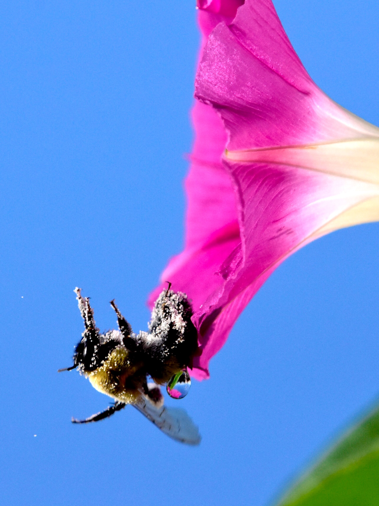 Bumblebee Tumbling Backwards out of Morning Glory