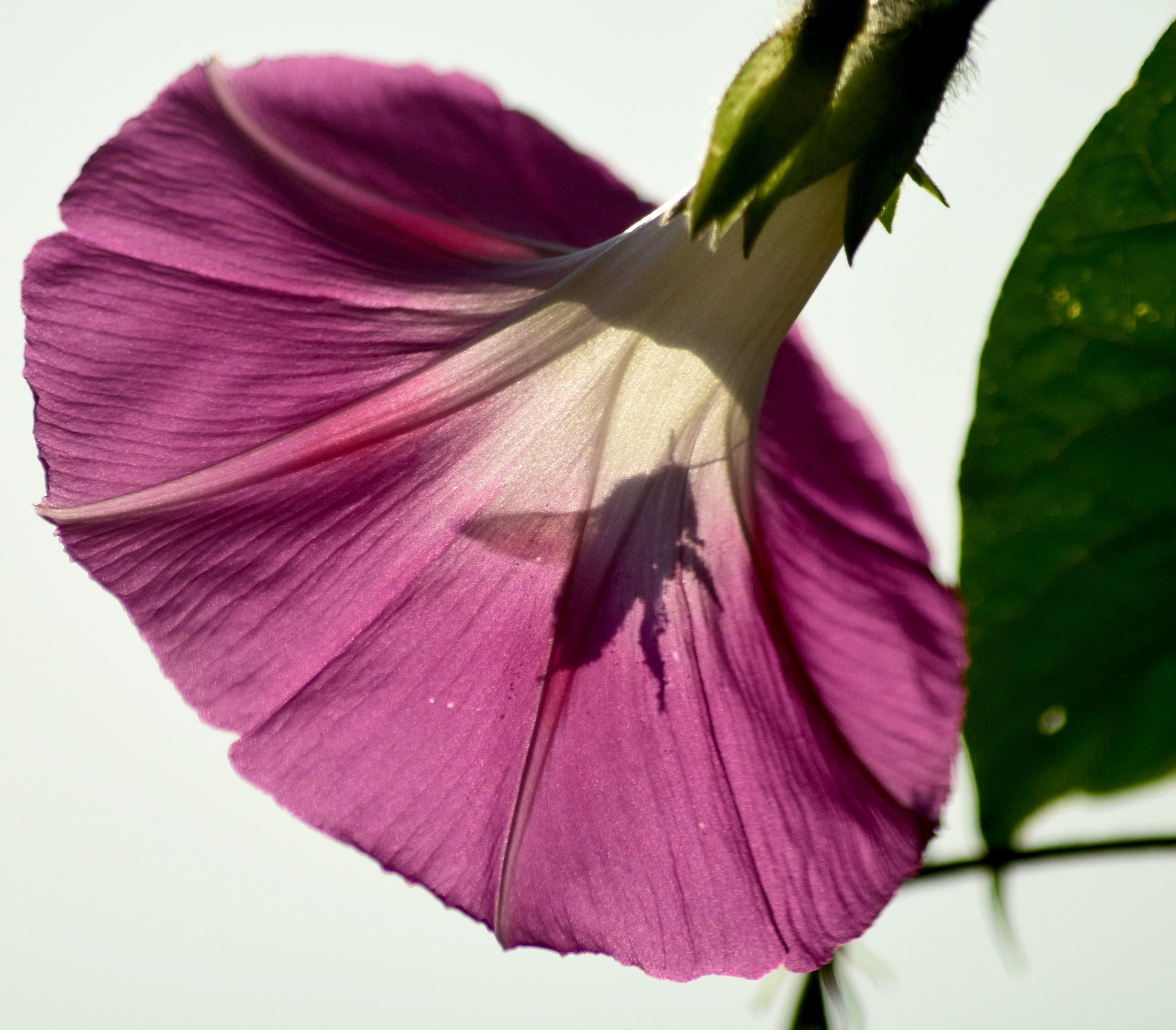 Bumblebee Silhouette in Morning Glory