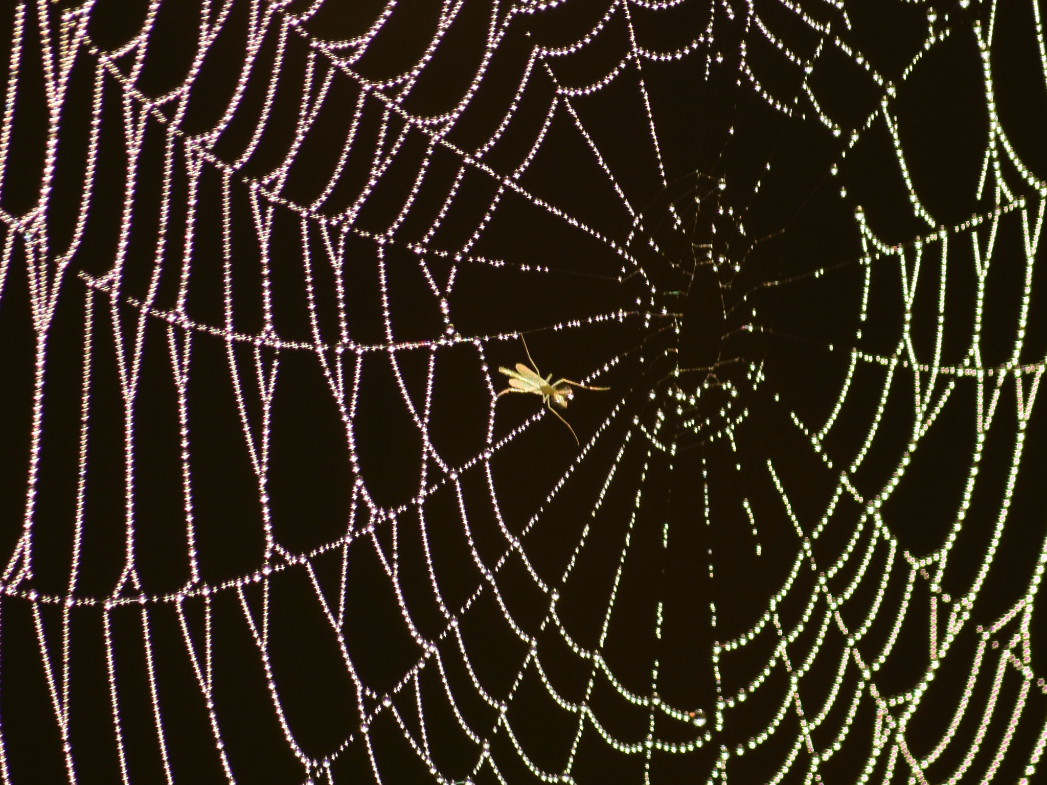 Insect in Spider Web