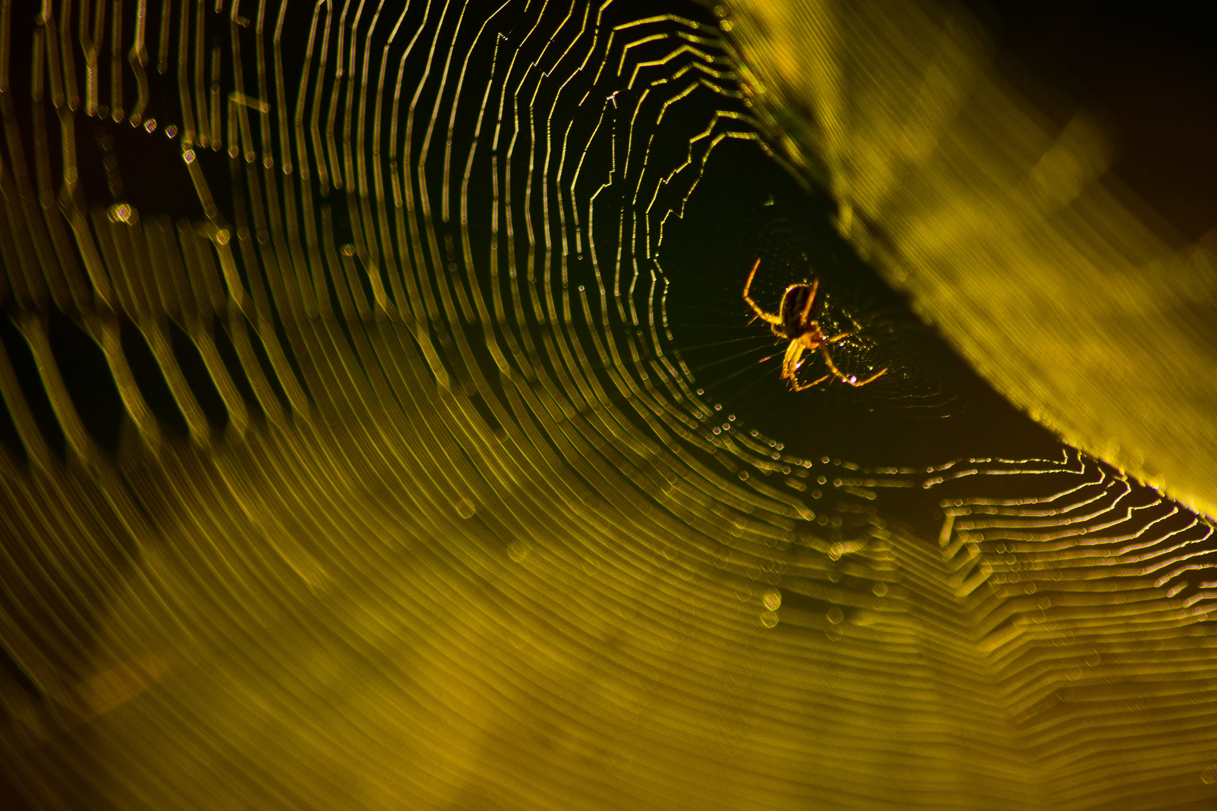 Spider in Spider Web