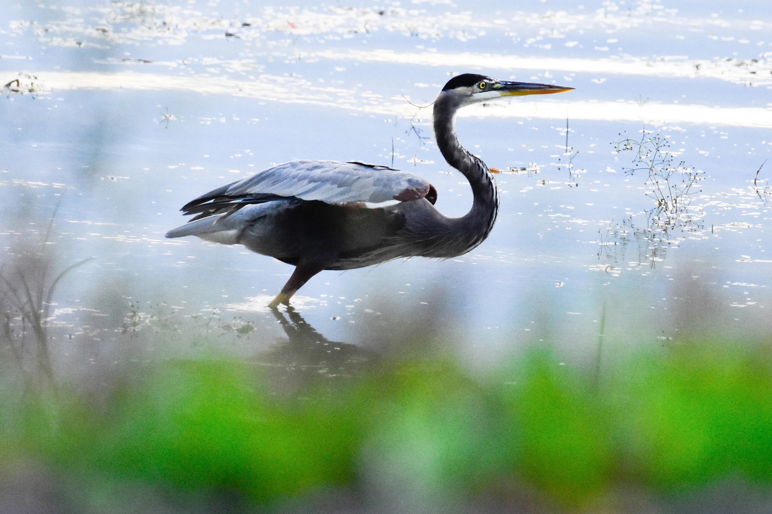 Great Blue Heron in Lake Champlain_1