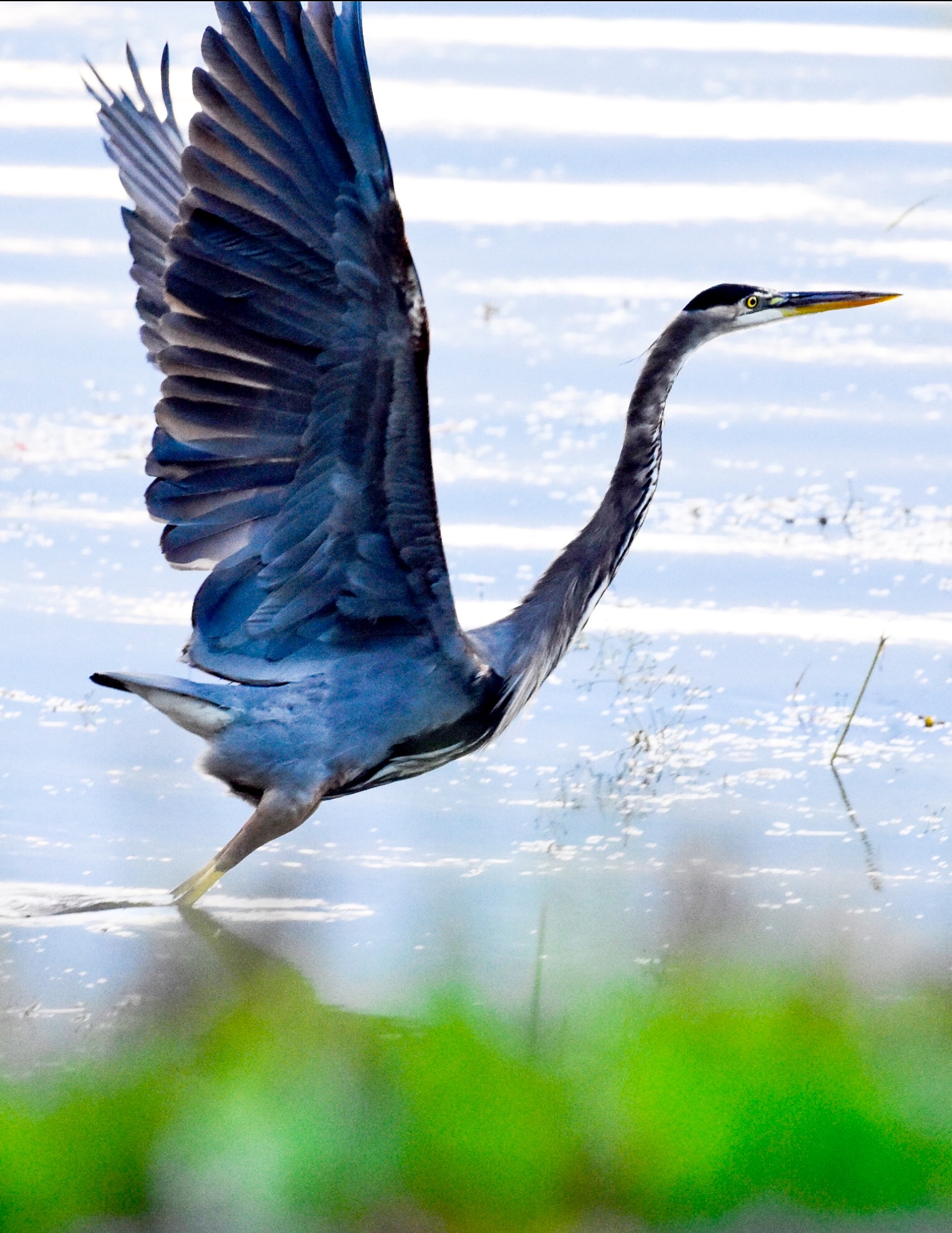 Great Blue Heron Taking Off in Lake Champlain_1