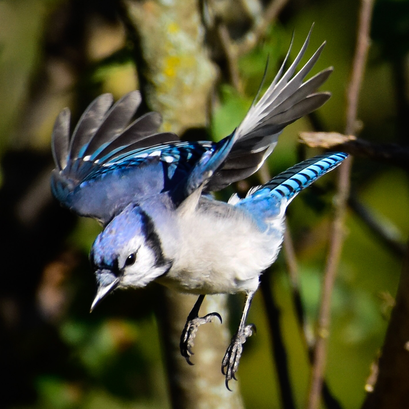 Blue Jay Diving 
