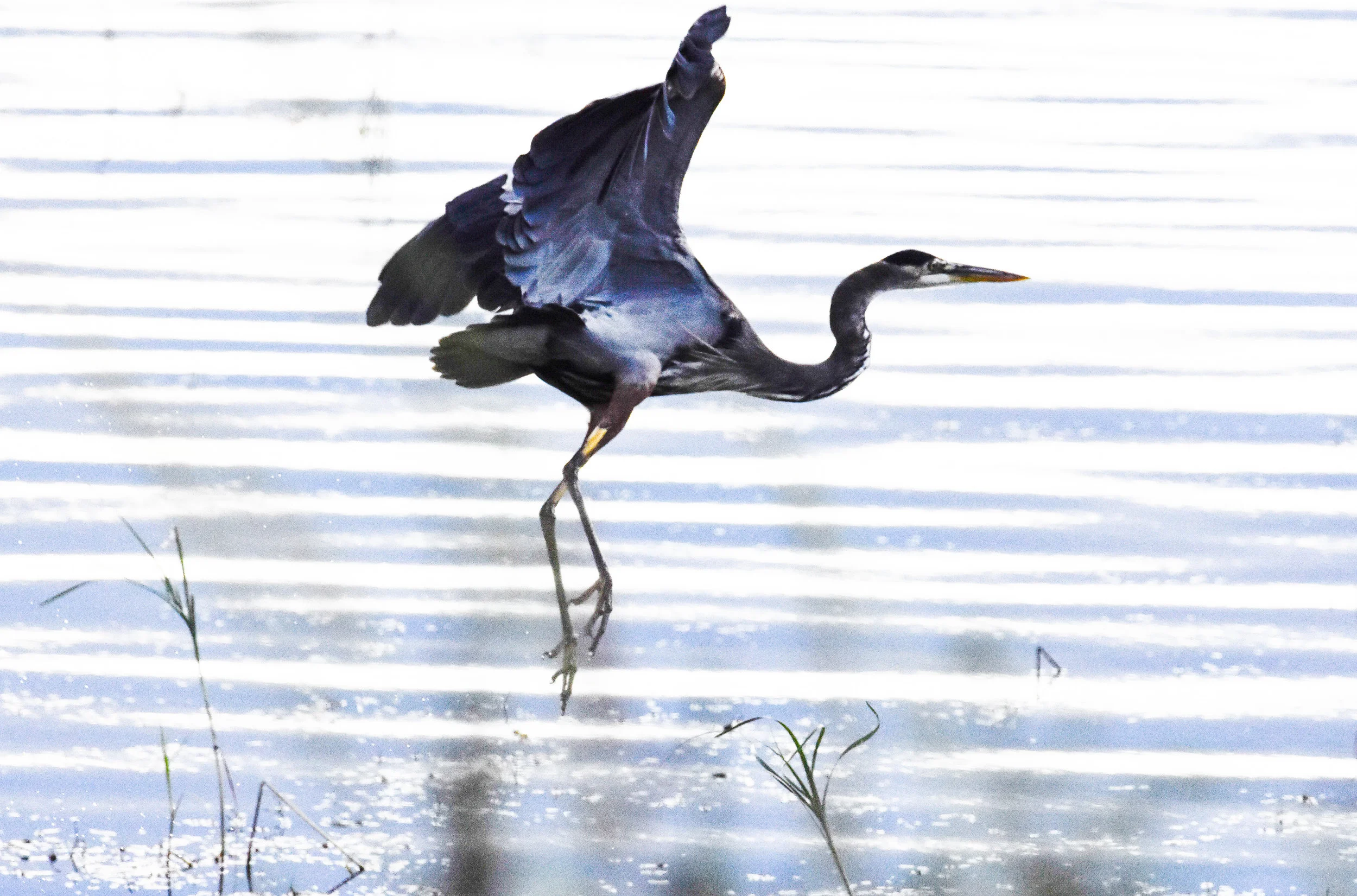 Great Blue Heron Taking Off in Lake Champlain_2