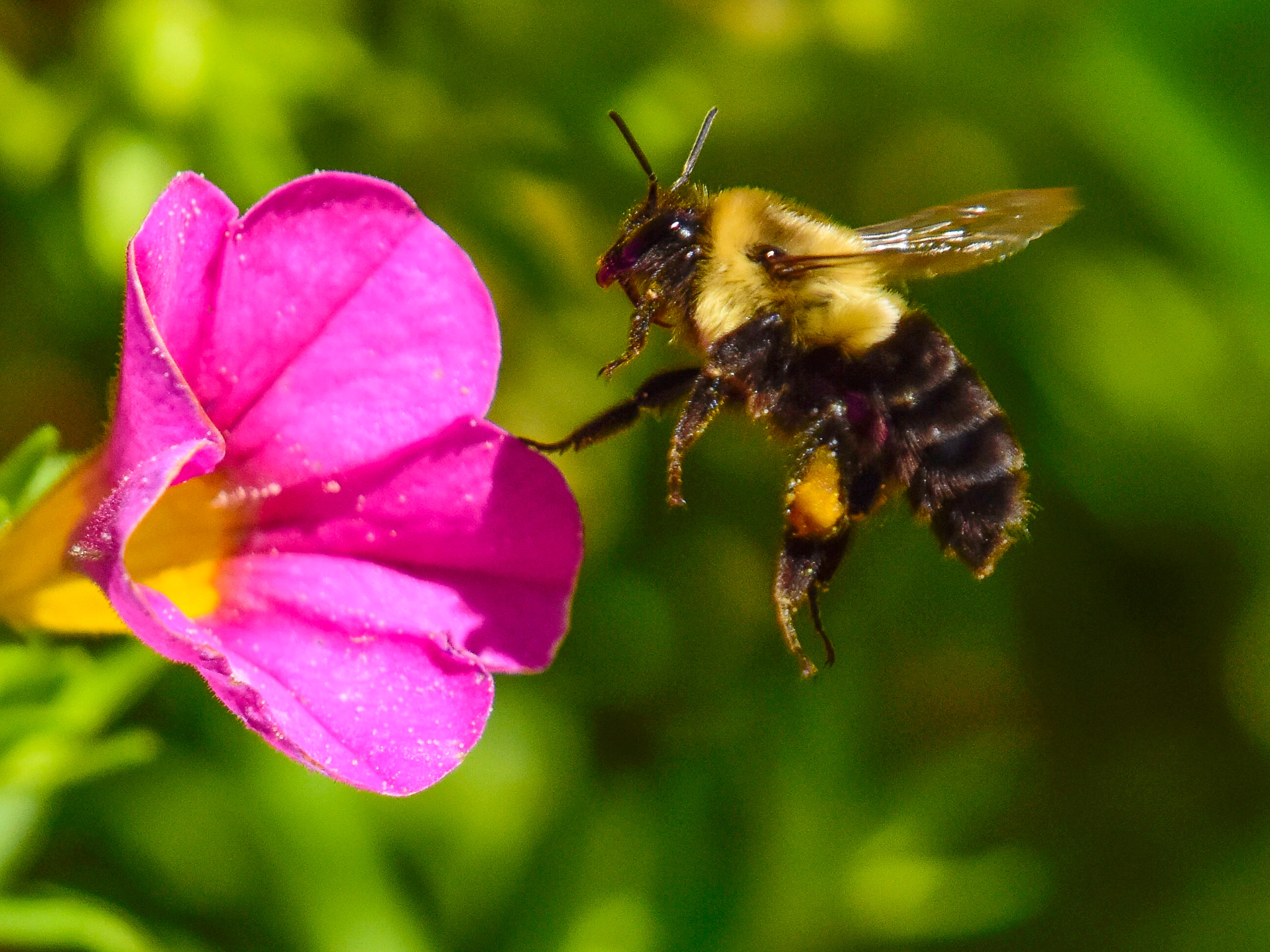 Bumblebee and Morning Glory