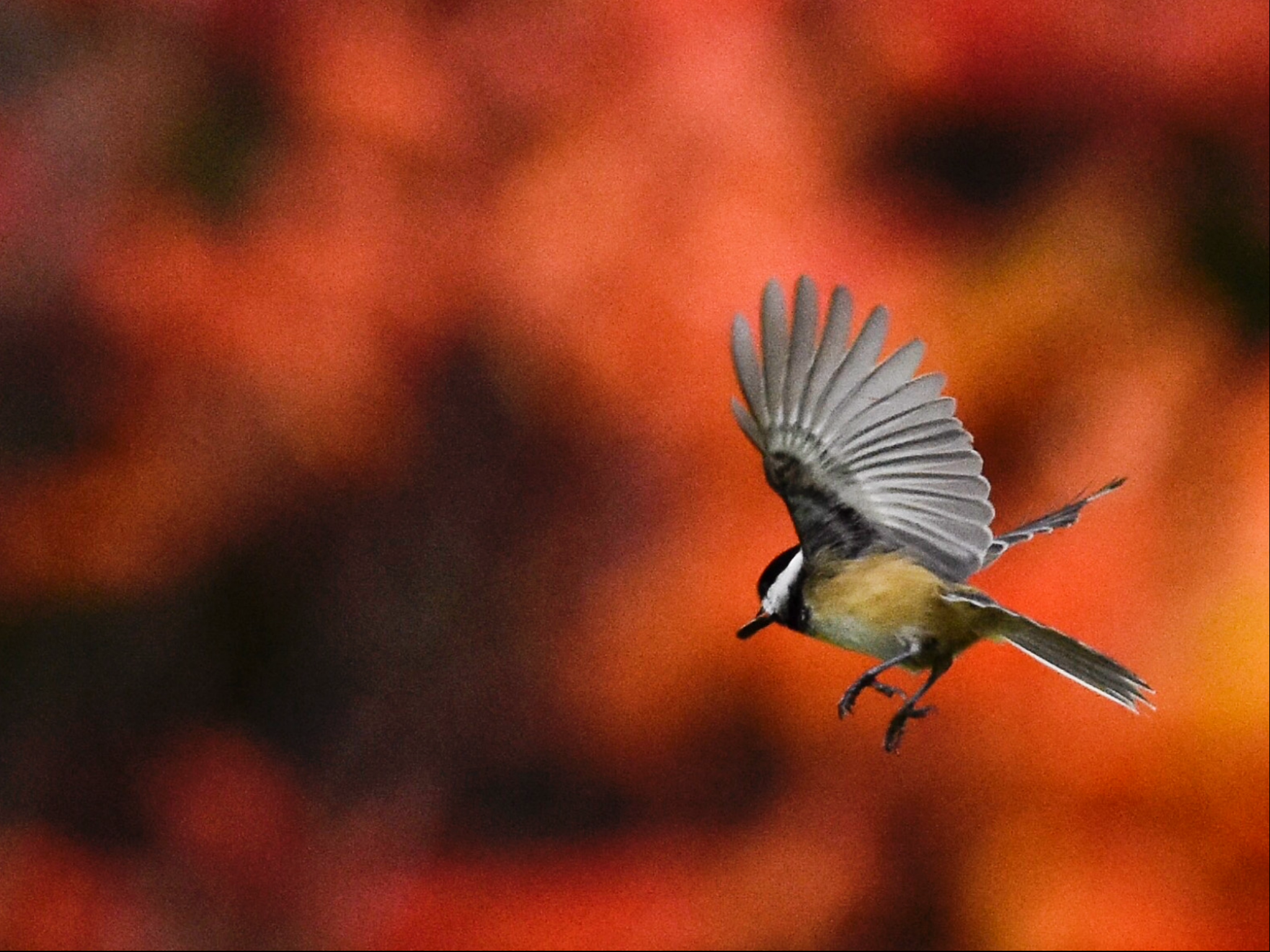 Black-capped Chickadee in Flight with Sumac